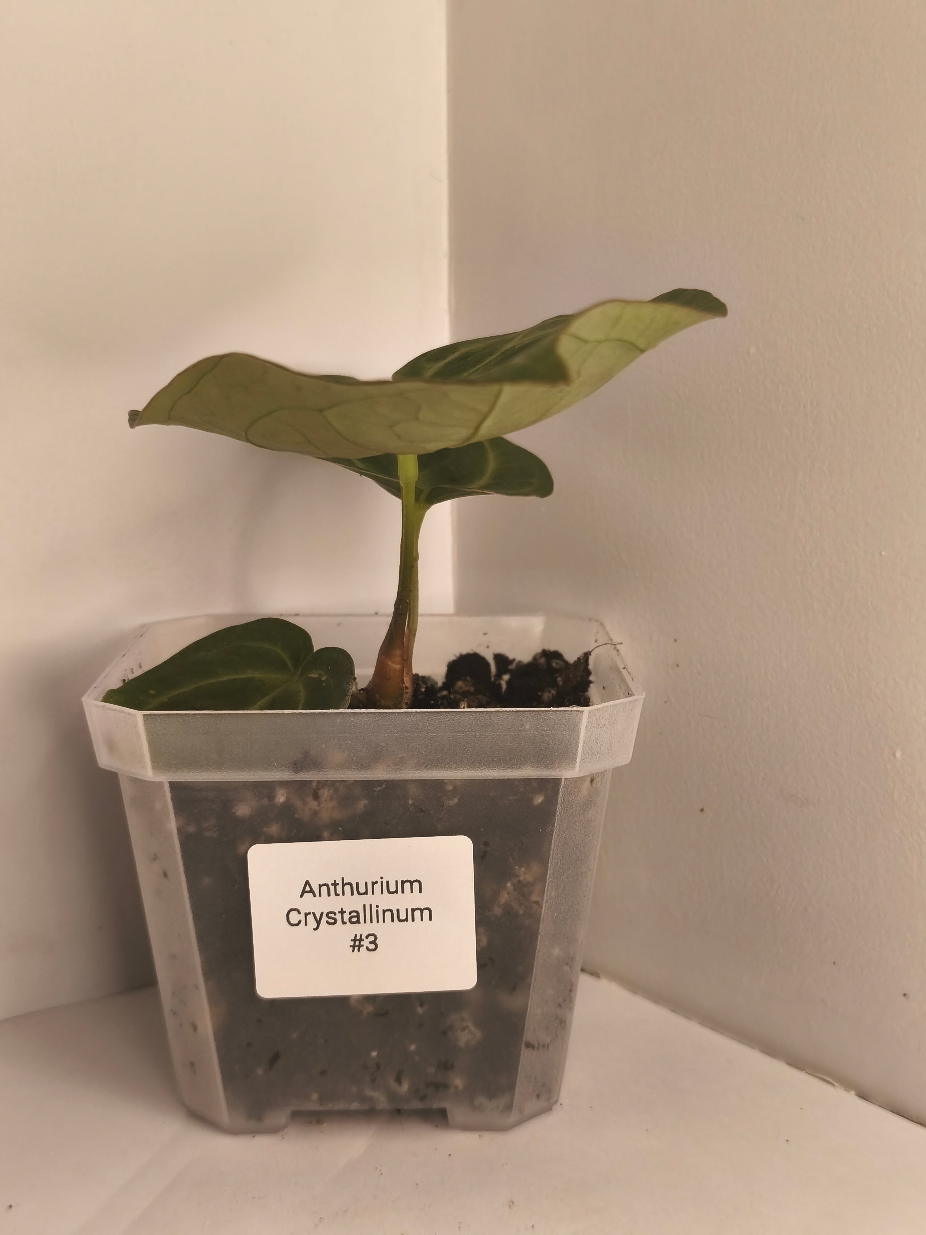 Anthurium Crystallinum #3