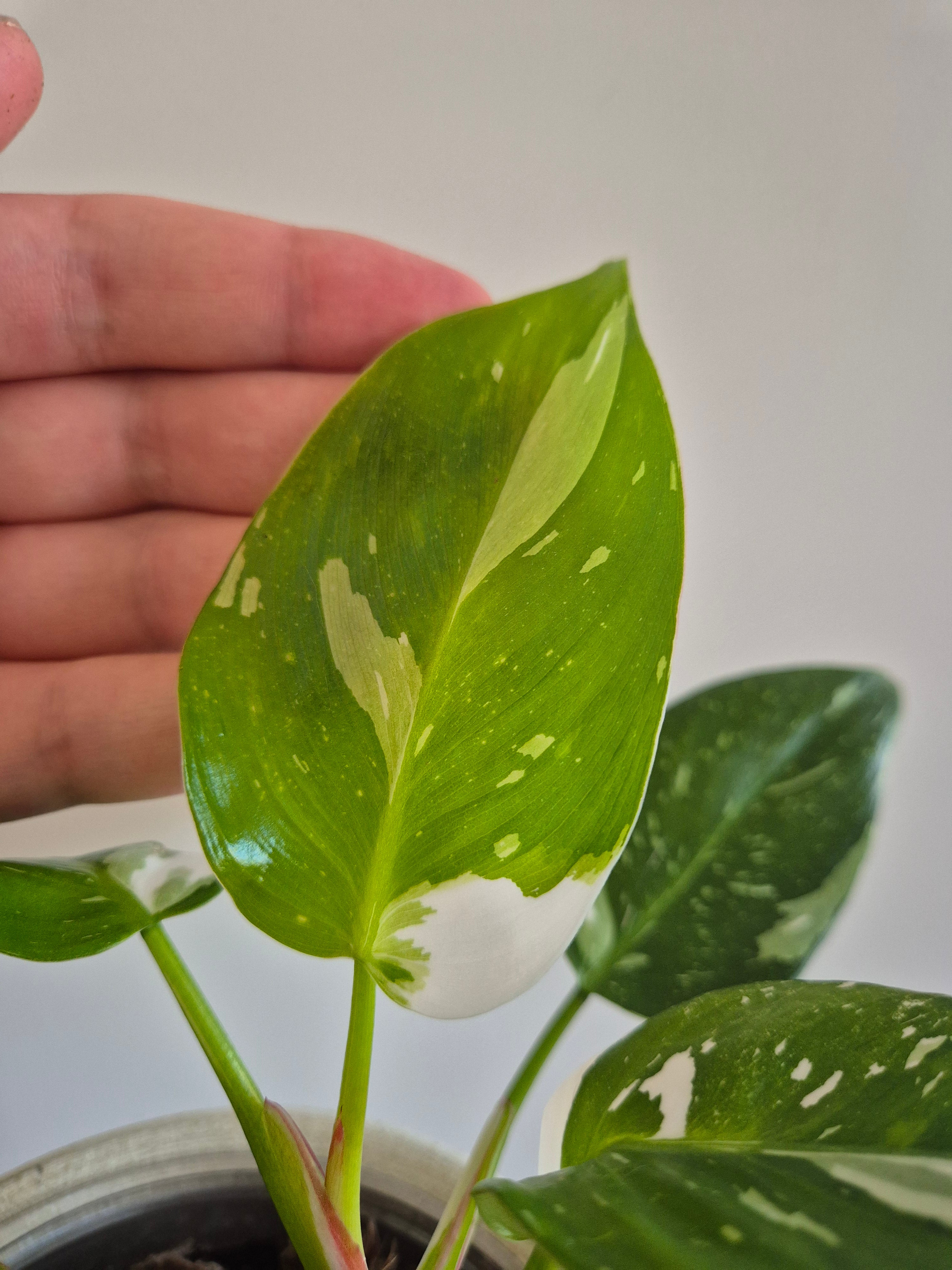 Philodendron White Princess #7