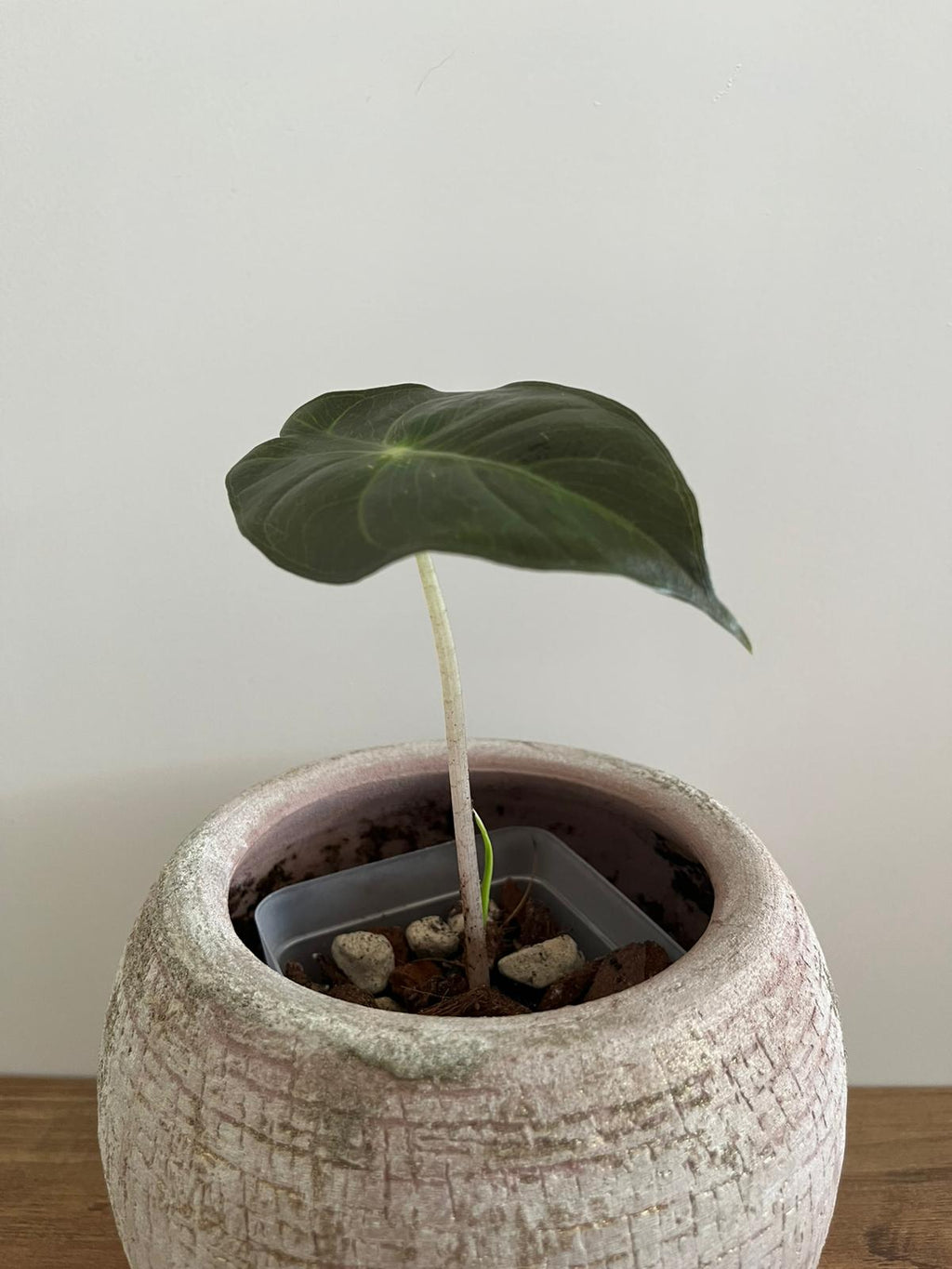 Alocasia Pink Dragon #10