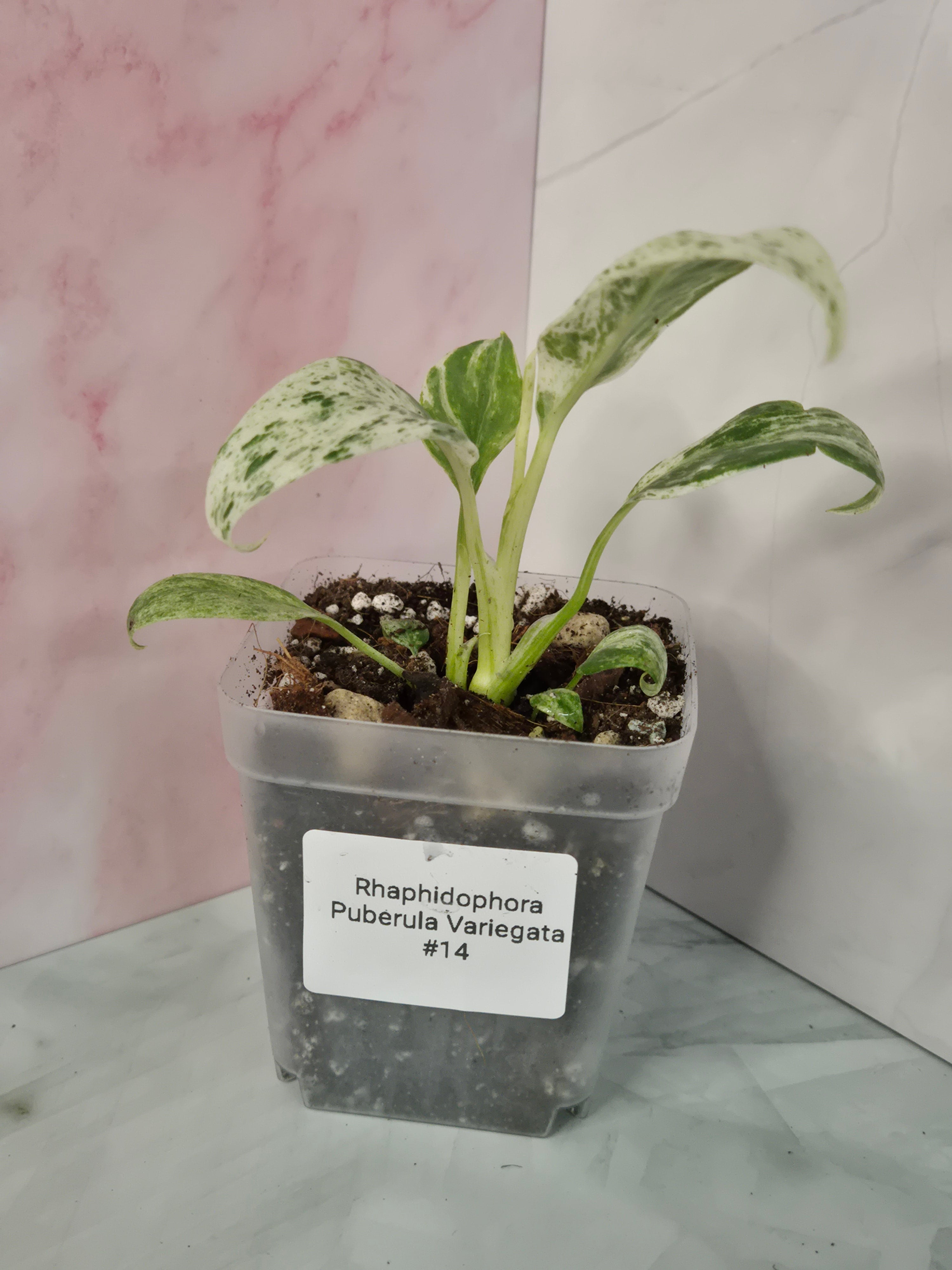 Rhaphidophora Puberula Variegata #14