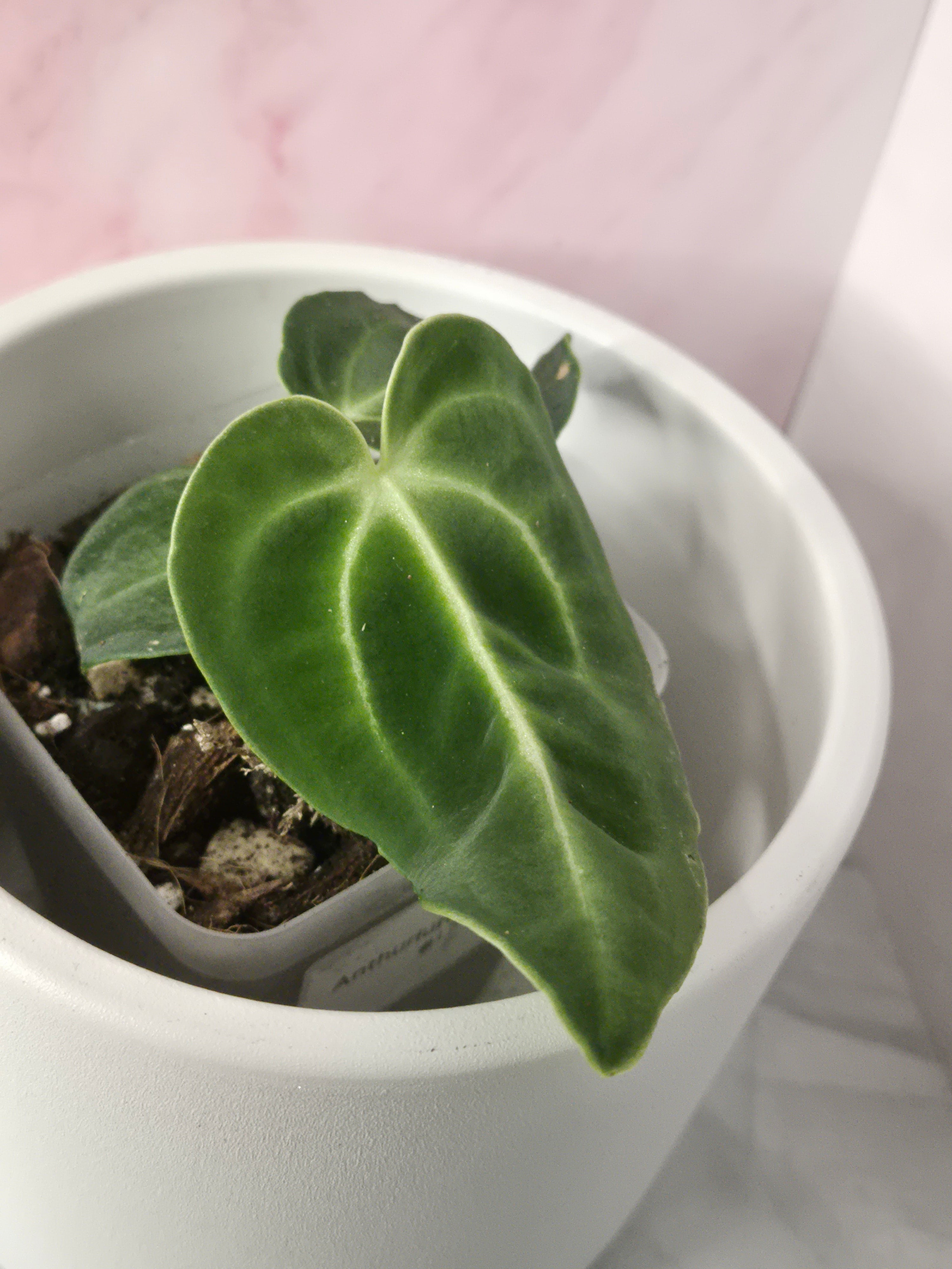 Anthurium Regale #17