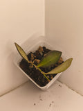 Hoya Bilobata #7
