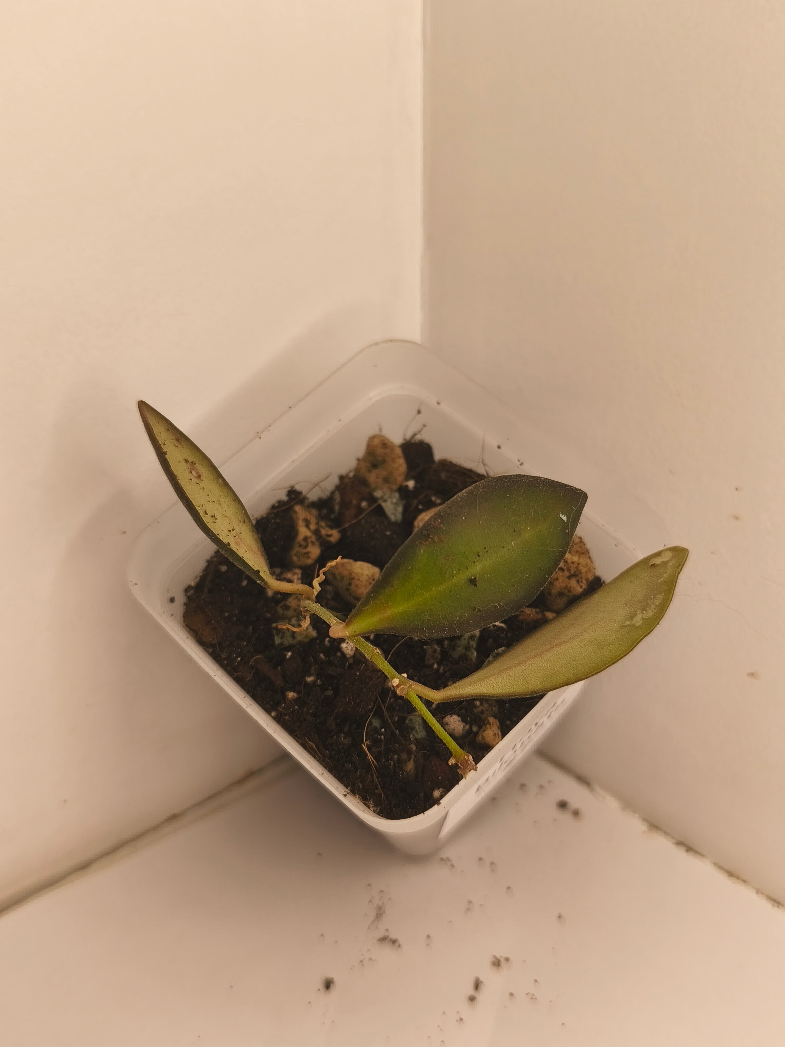 Hoya Bilobata #7