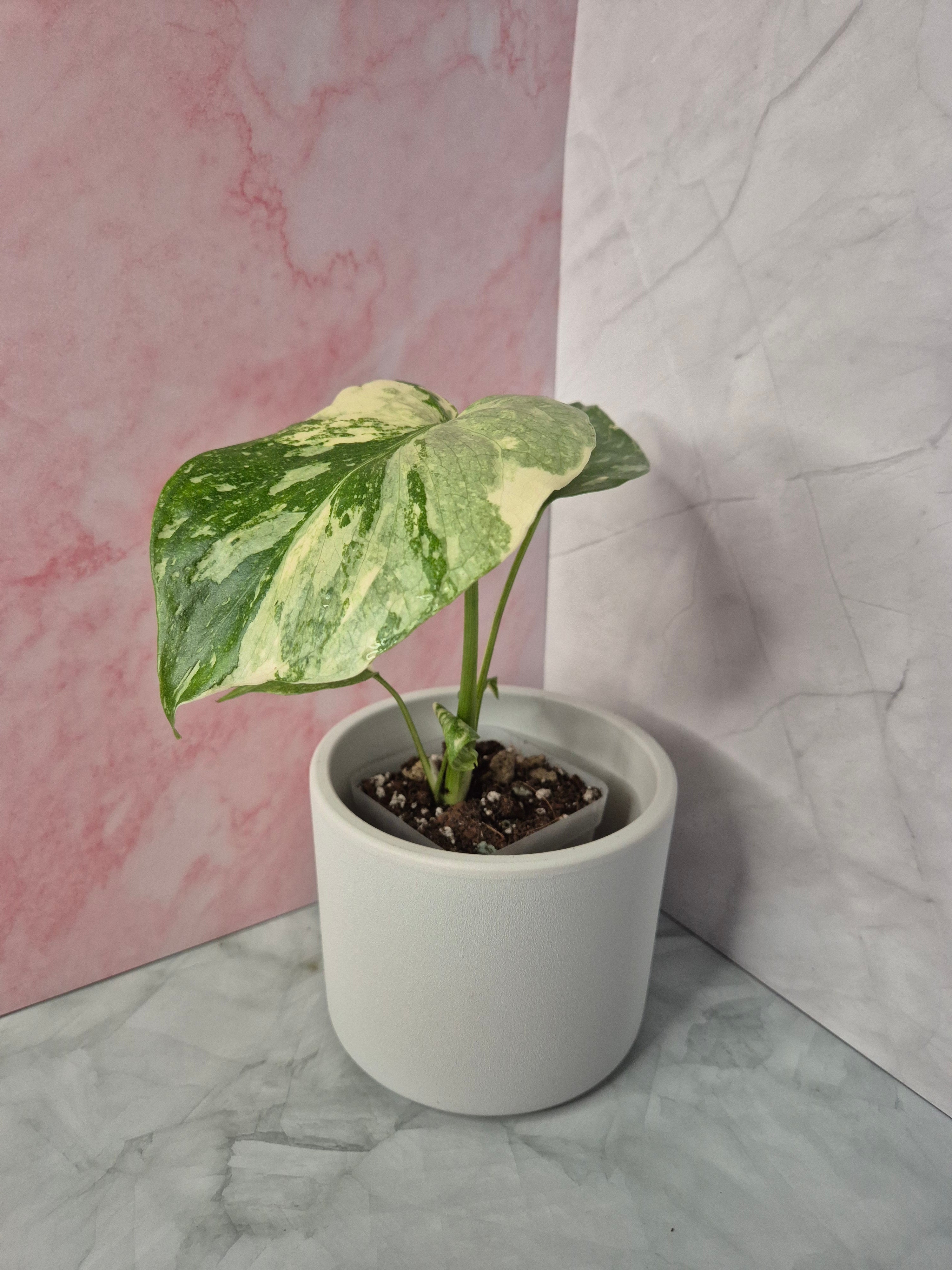 Monstera Thai Constellation #8