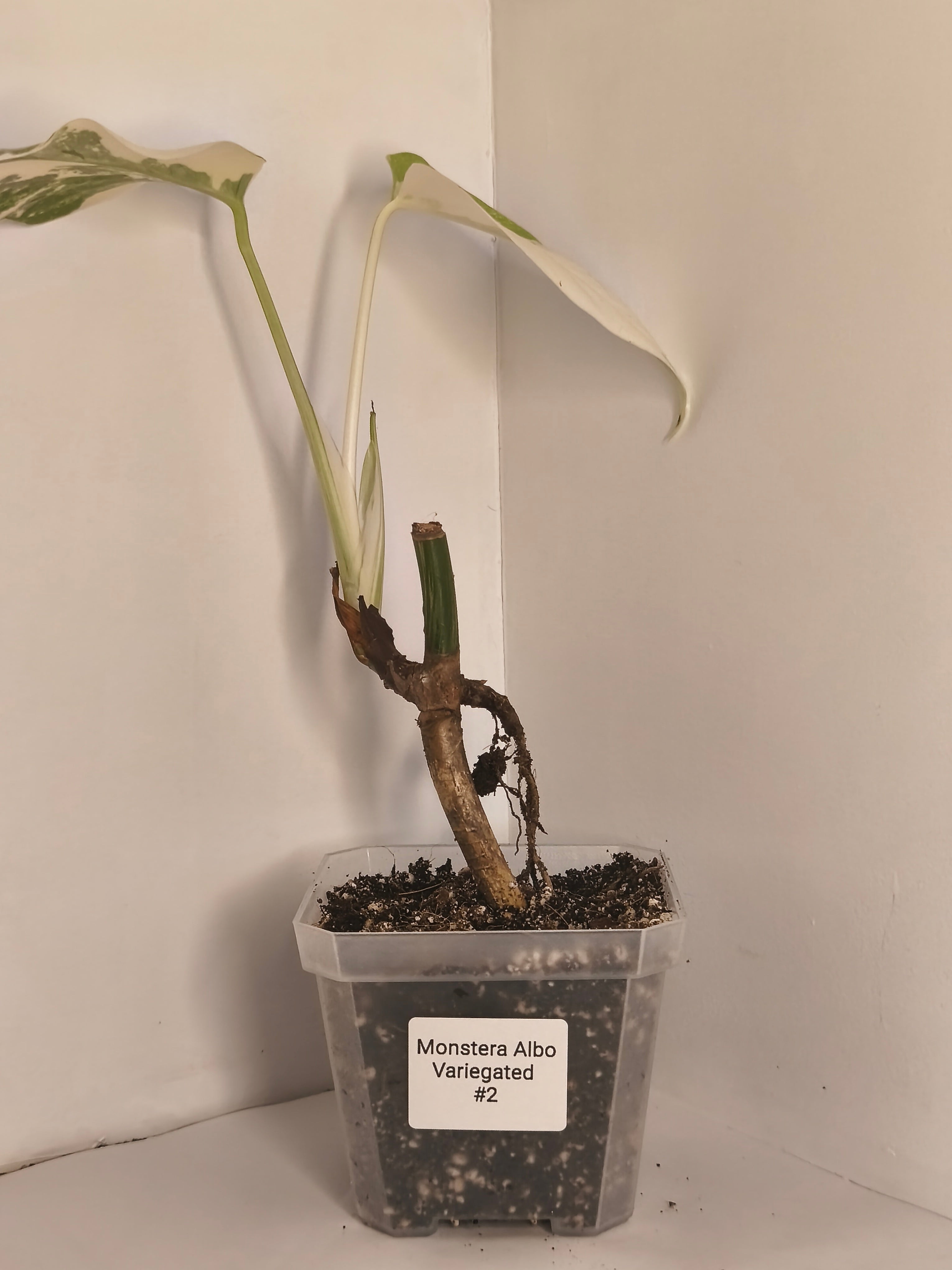 Monstera Albo Variegated #2