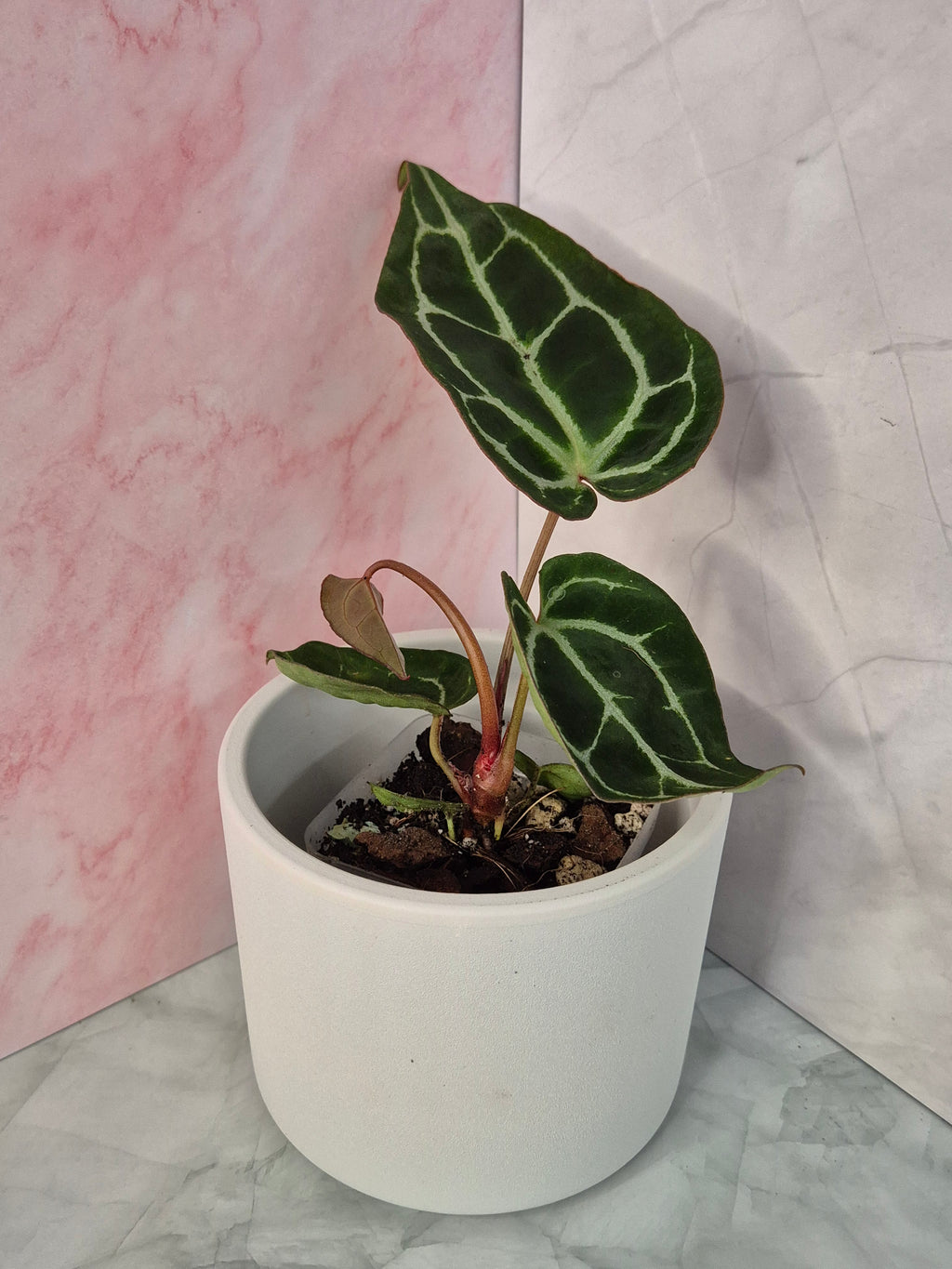 Anthurium Crystallinum x Magnificum #5