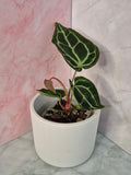 Anthurium Crystallinum x Magnificum #5