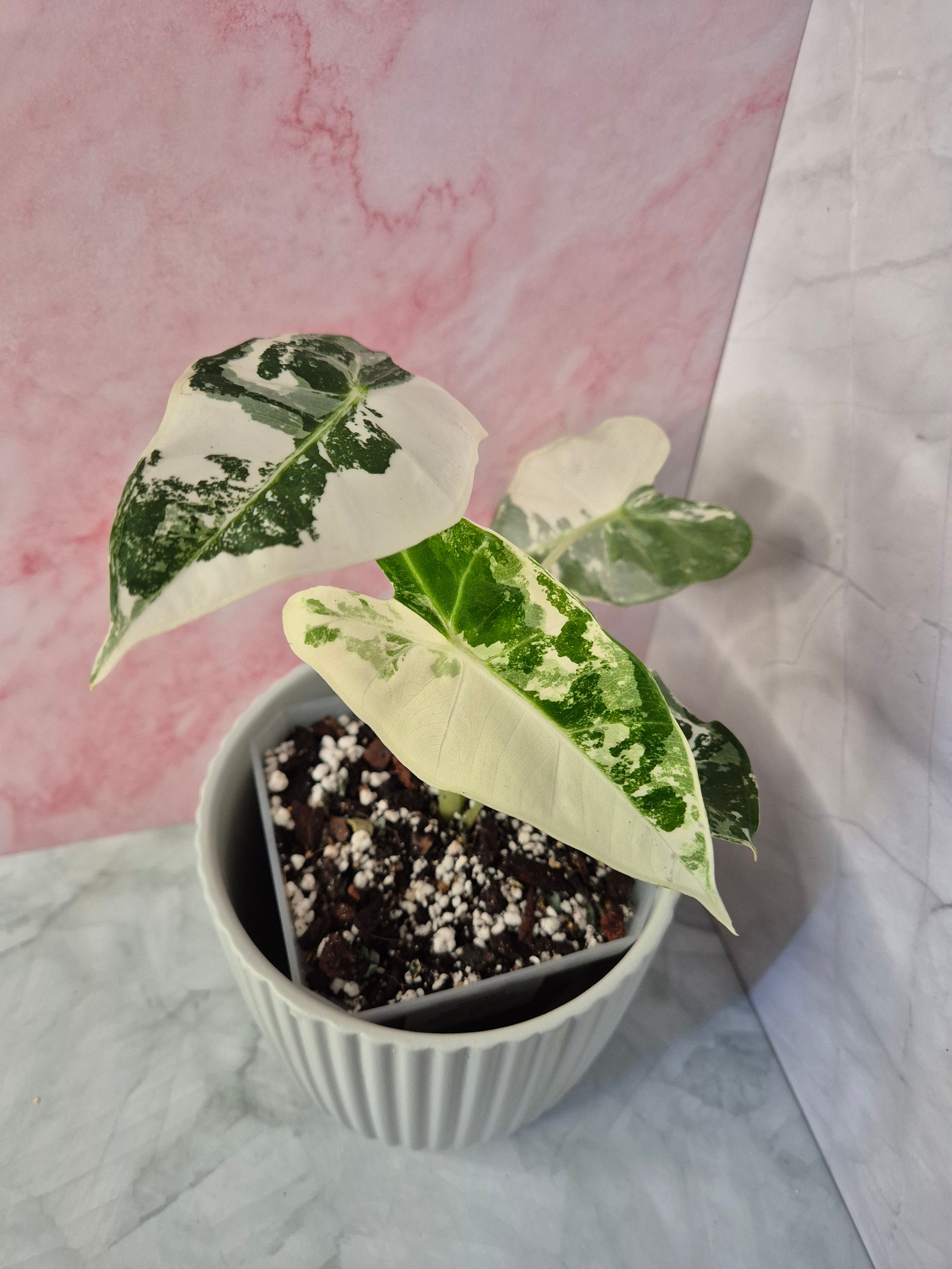 Alocasia Micholitziana Frydek Variegated #7