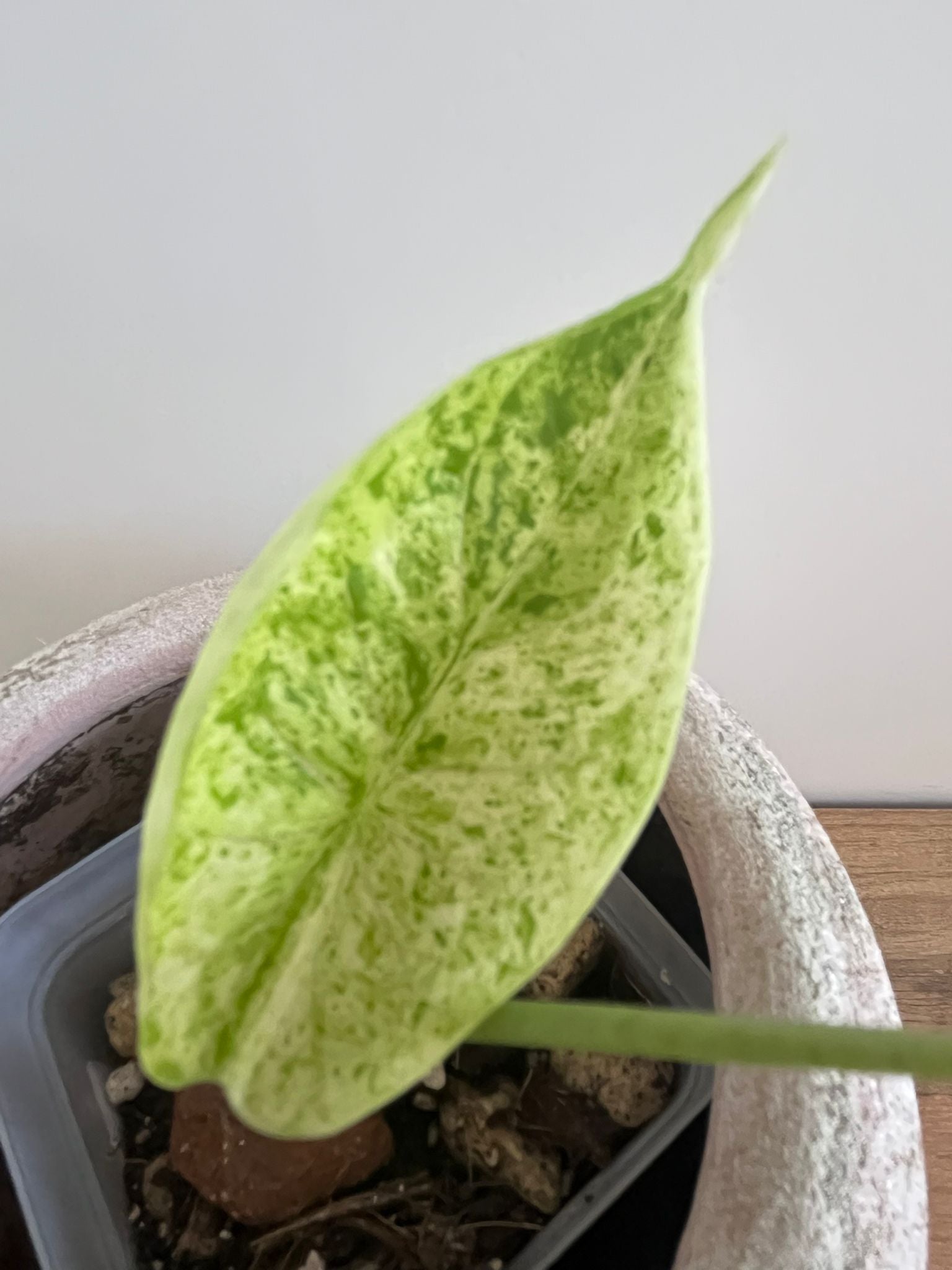 Alocasia Dragon Scale Mint #8