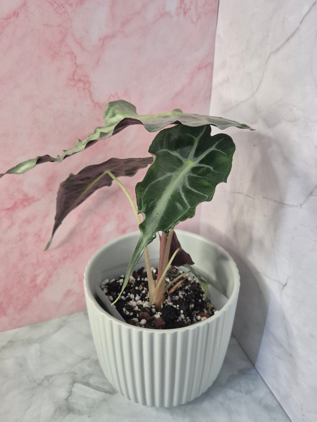 Alocasia Venom #2