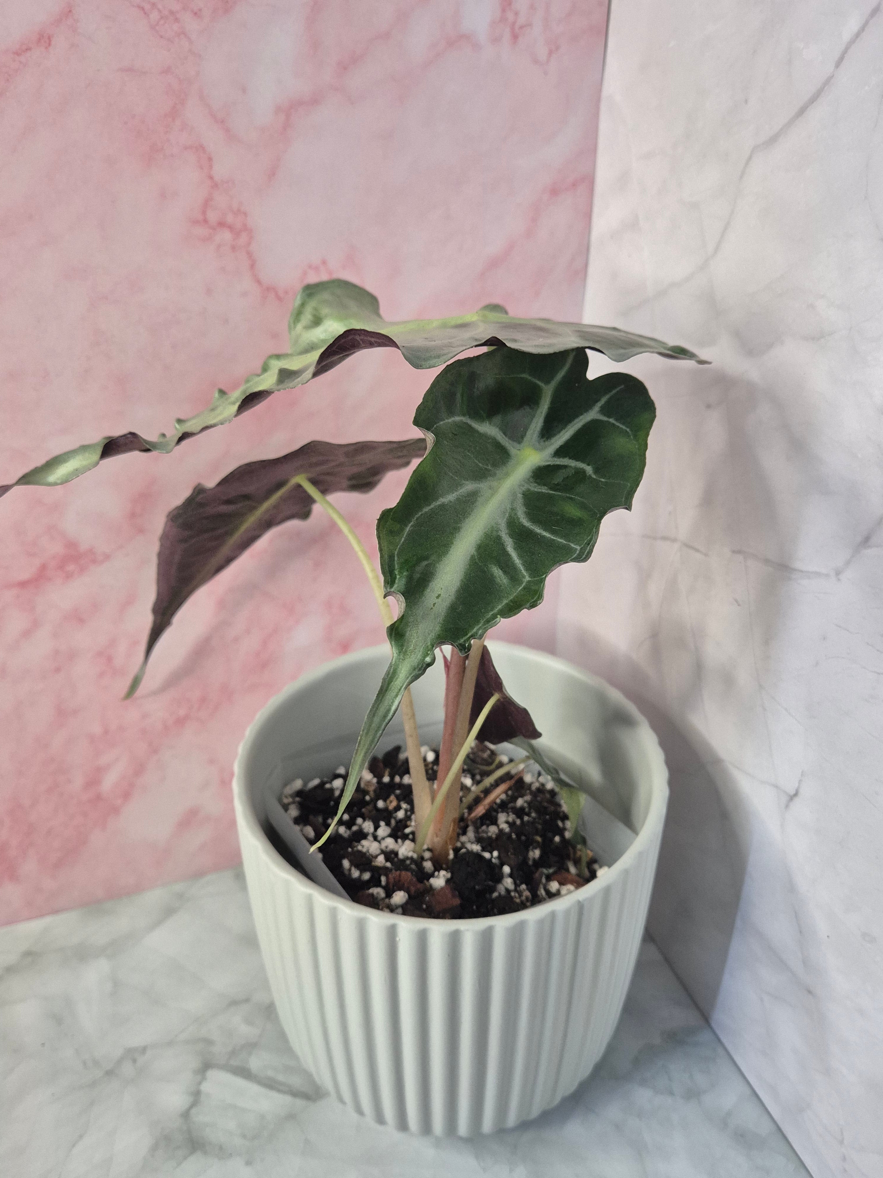 Alocasia Venom #2