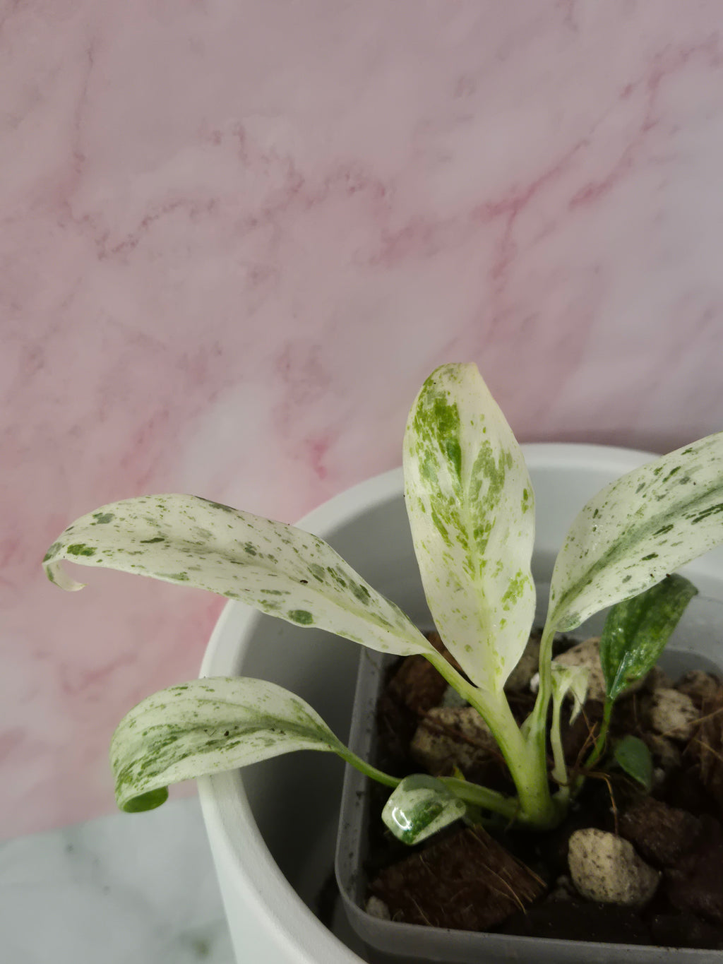 Rhaphidophora Puberula Variegata #18