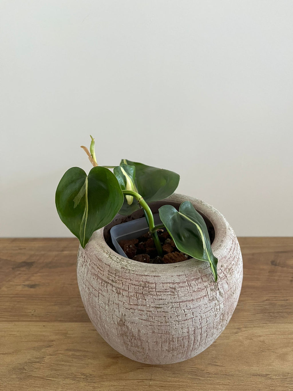 Philodendron Brasil Silver Stripe #1