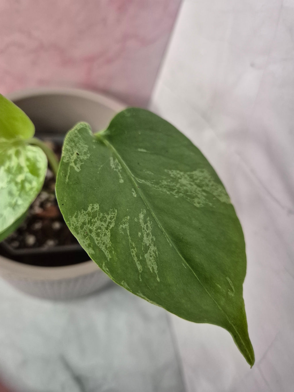 Monstera Deliciosa Bulbasaur #2