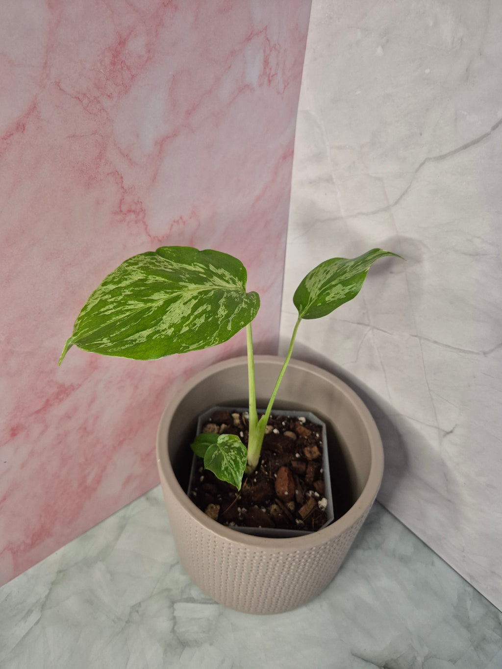Monstera Deliciosa Bulbasaur #1