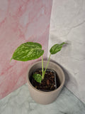 Monstera Deliciosa Bulbasaur #1