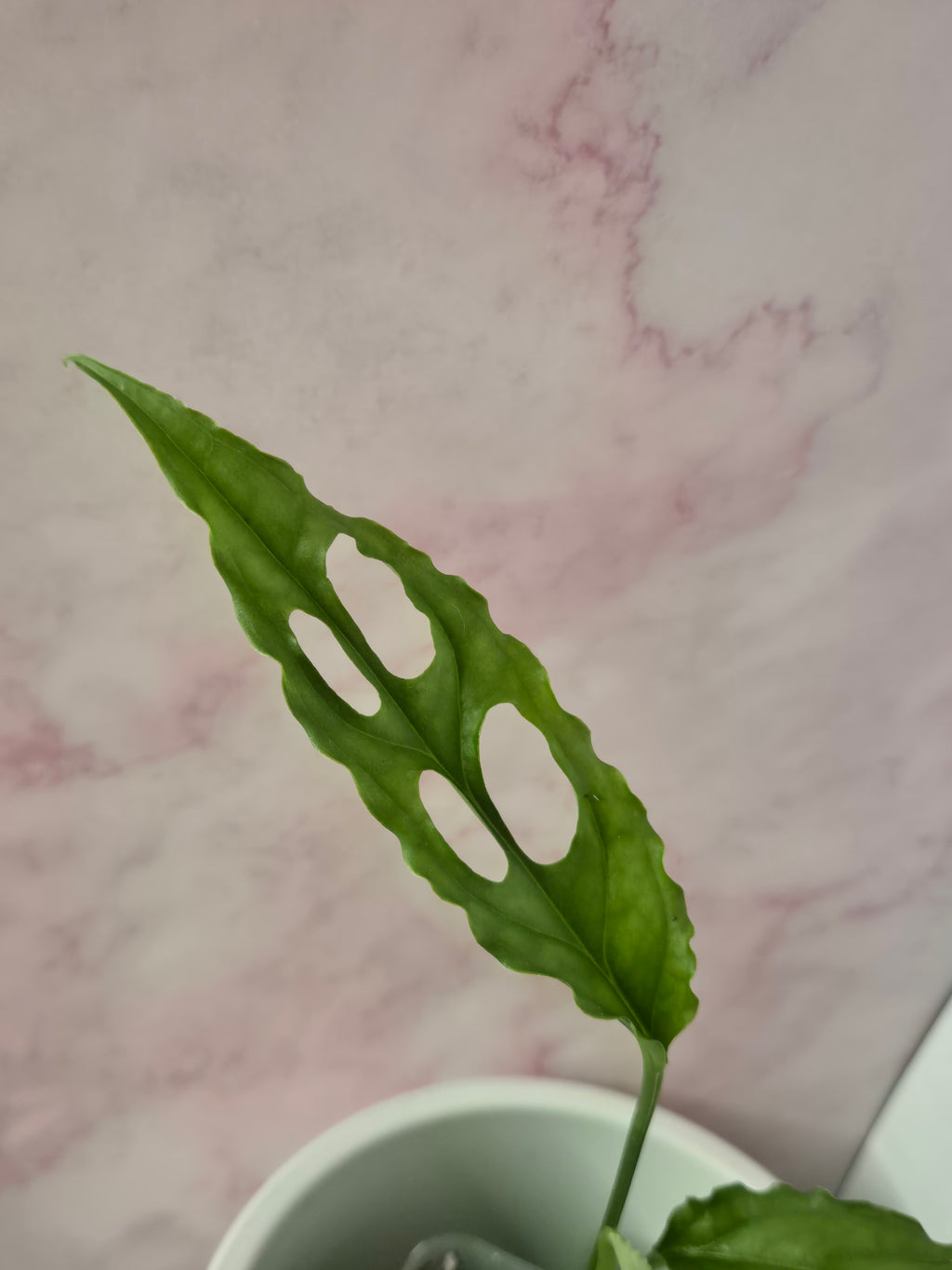 Monstera Obliqua Peru #1