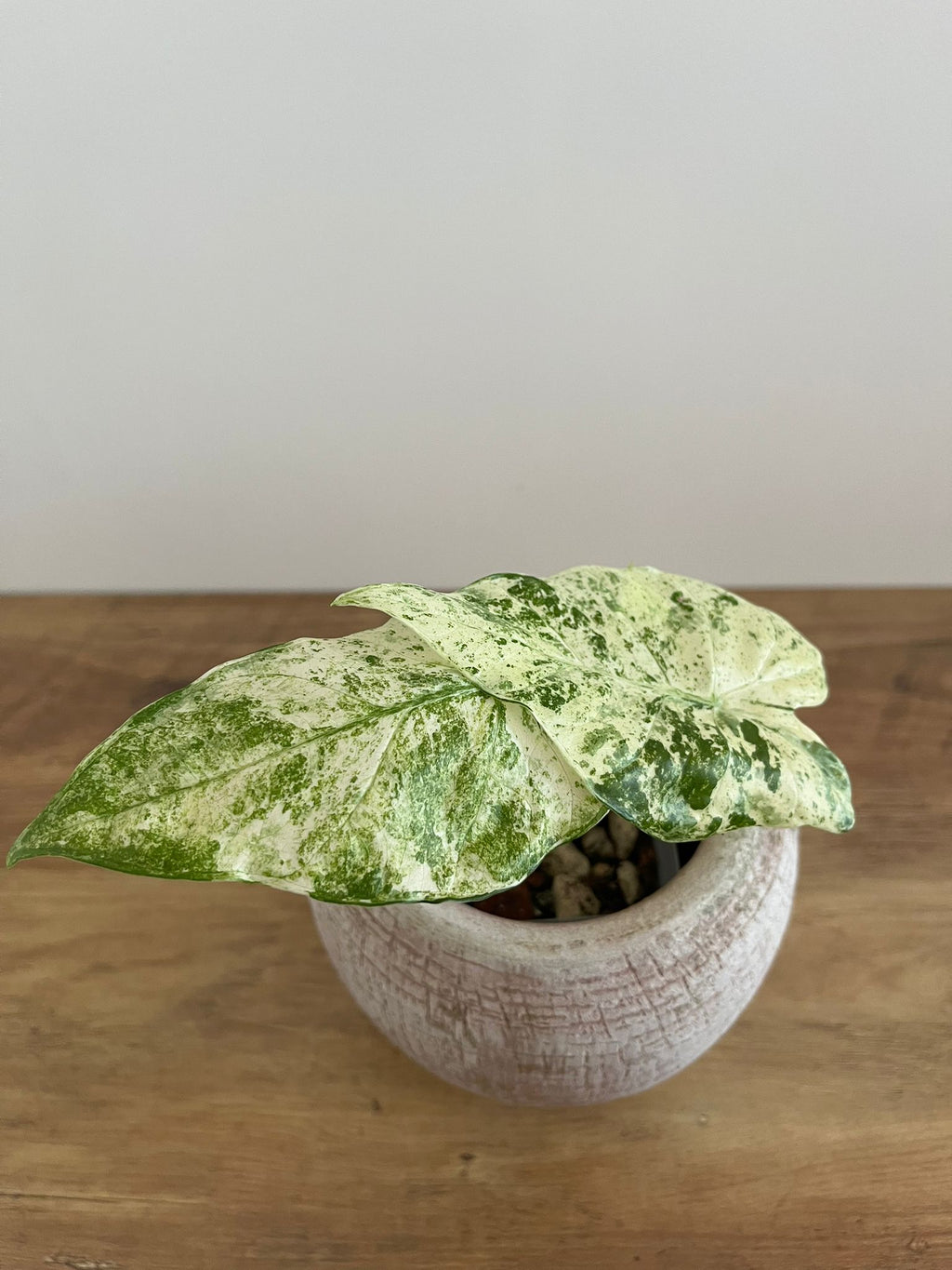 Alocasia Macrorrhiza Splash #8