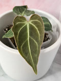 Anthurium Regale #19