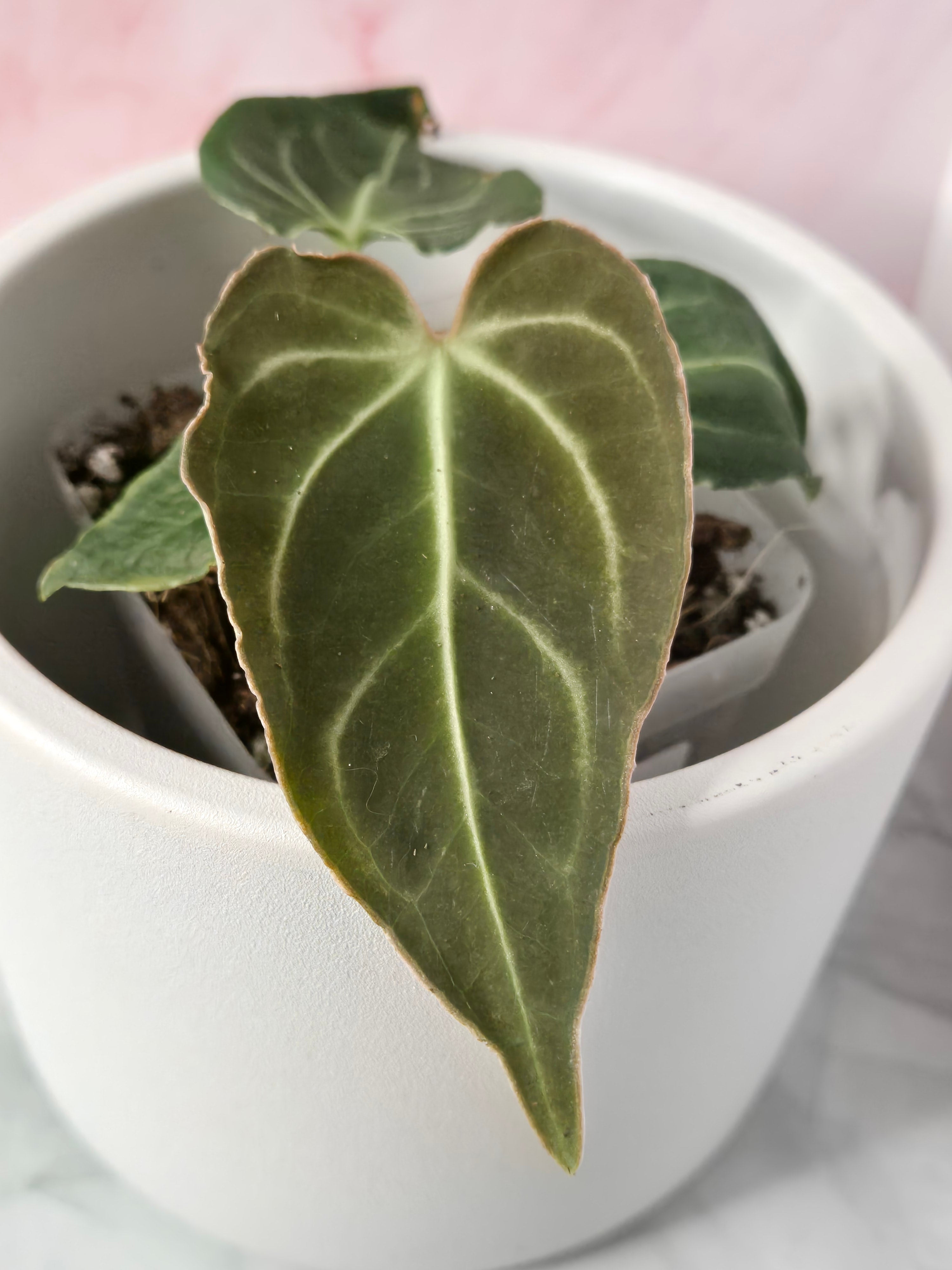 Anthurium Regale #19