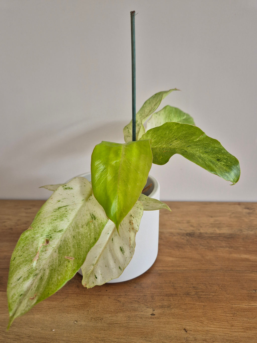Philodendron Snowdrift #1