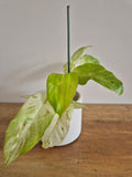 Philodendron Snowdrift #1