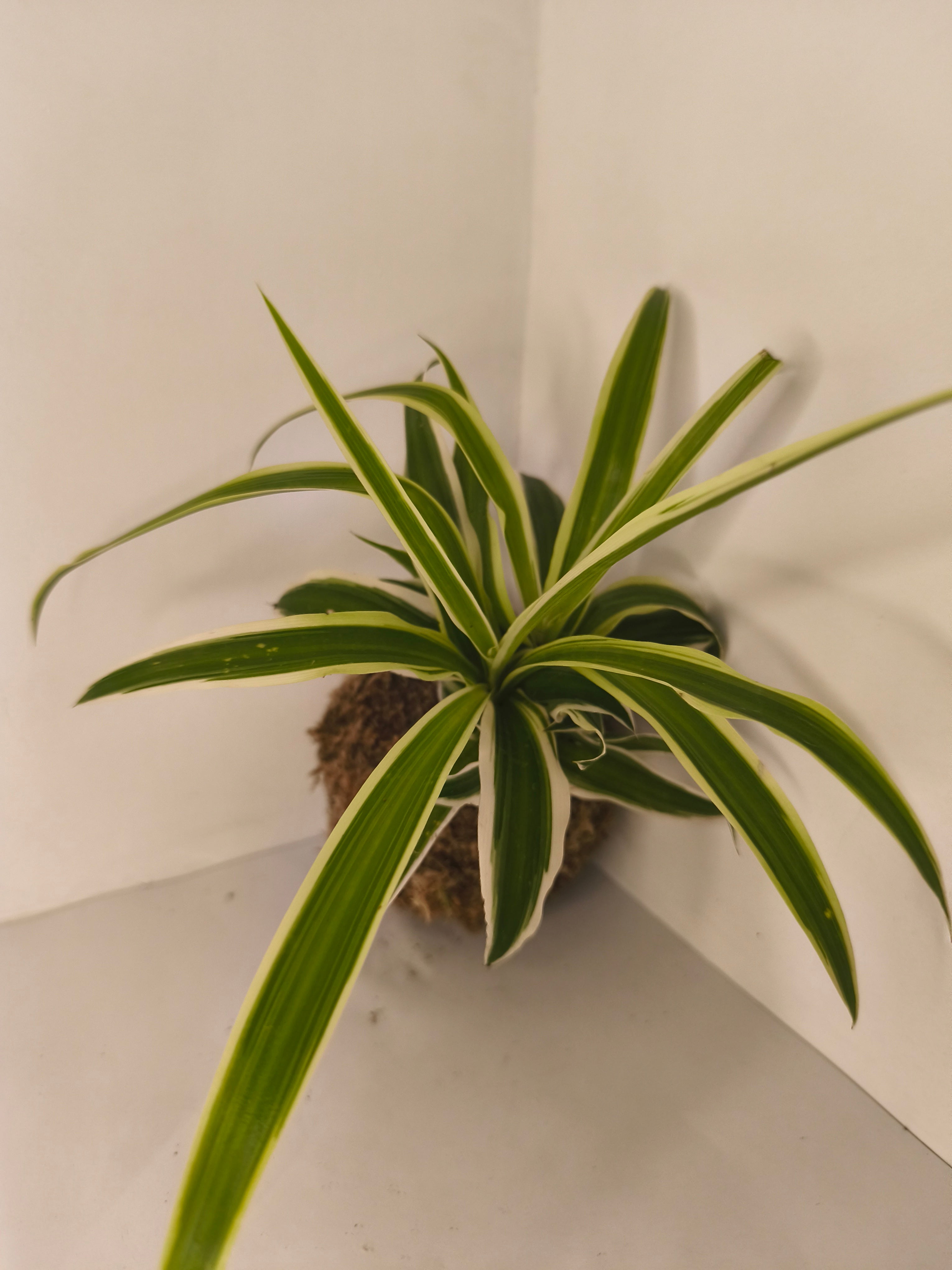 Kokedama #10