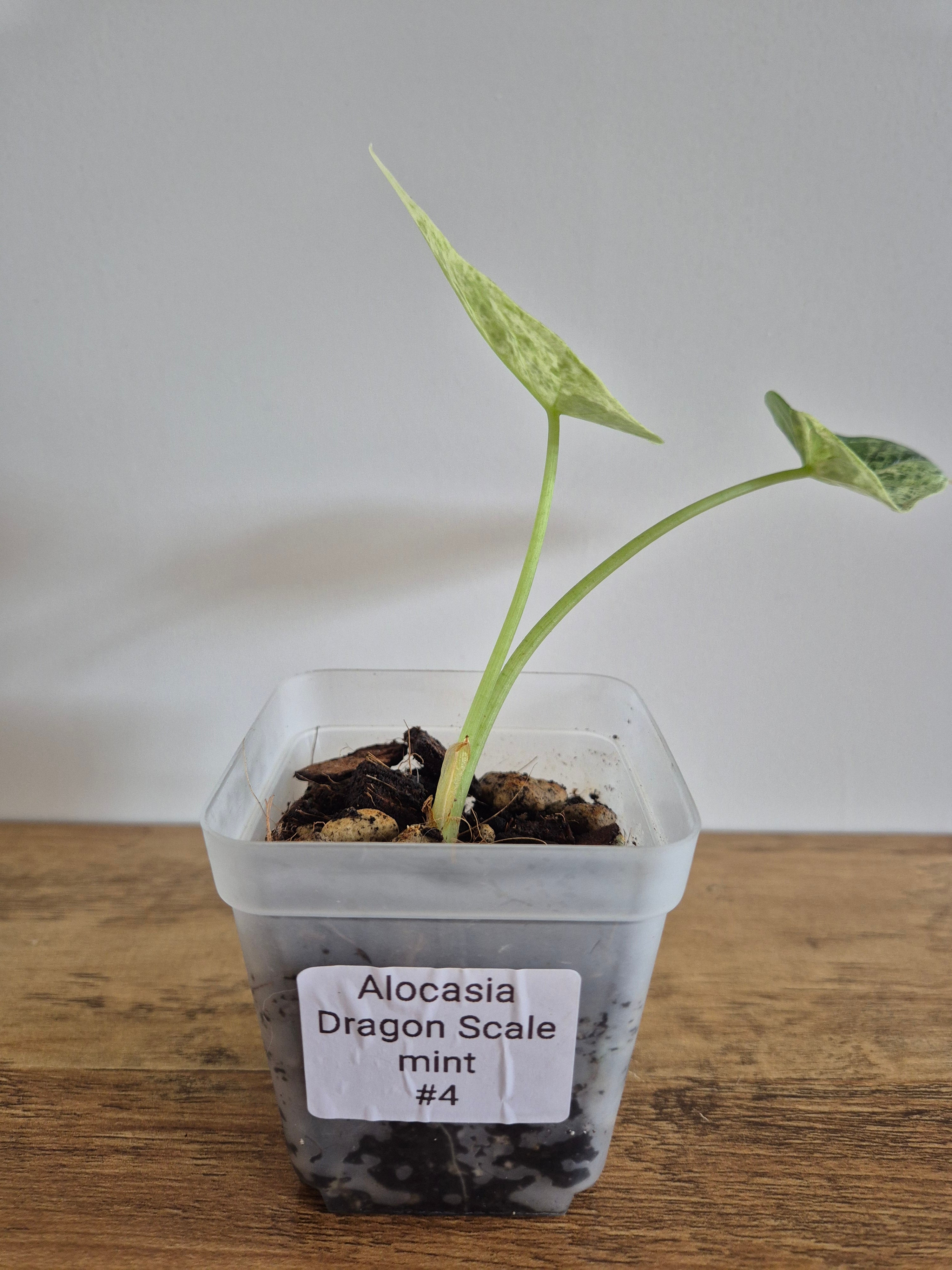 Alocasia Dragon Scale mint #4
