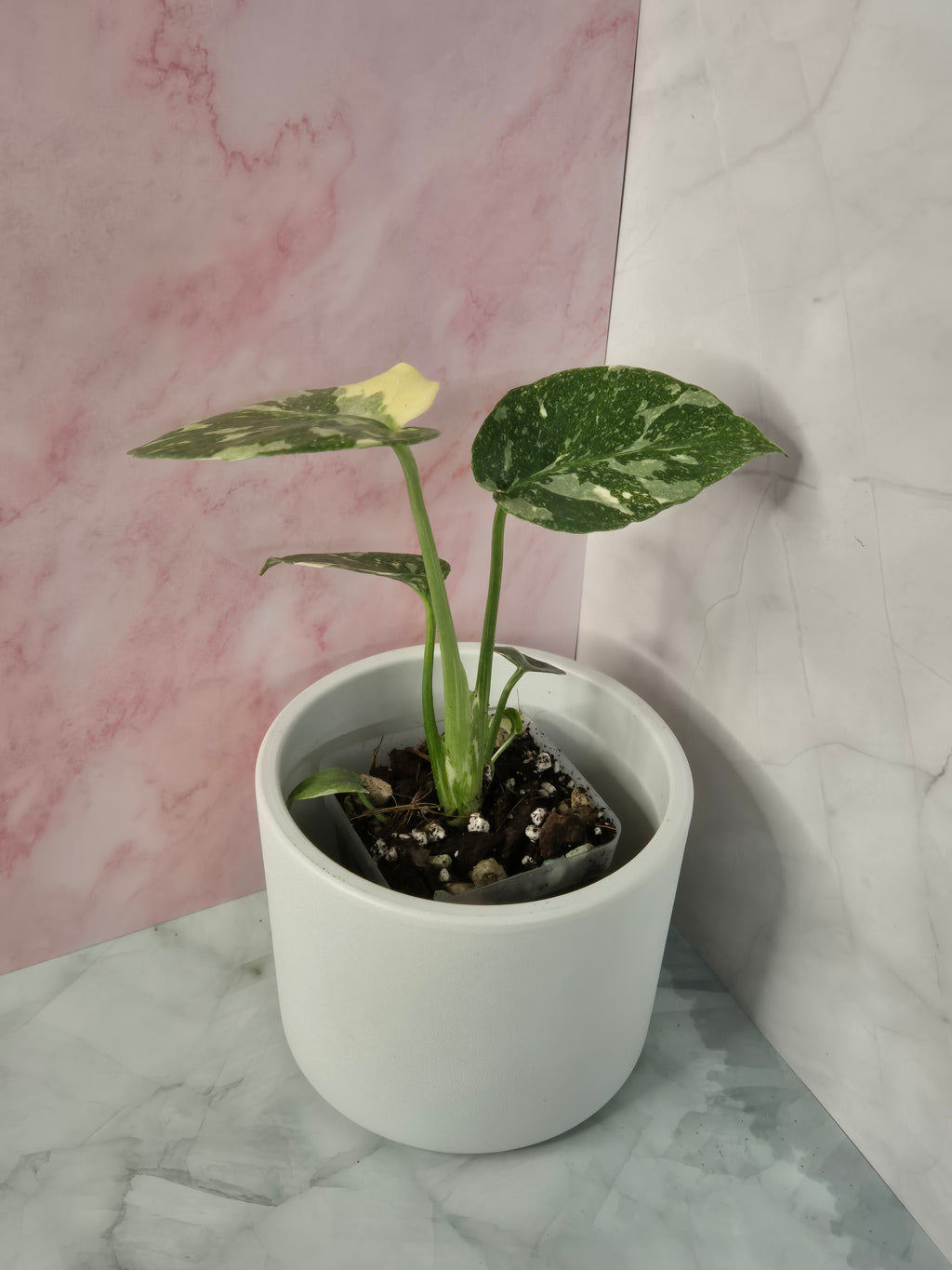 Monstera Thai Constellation #23