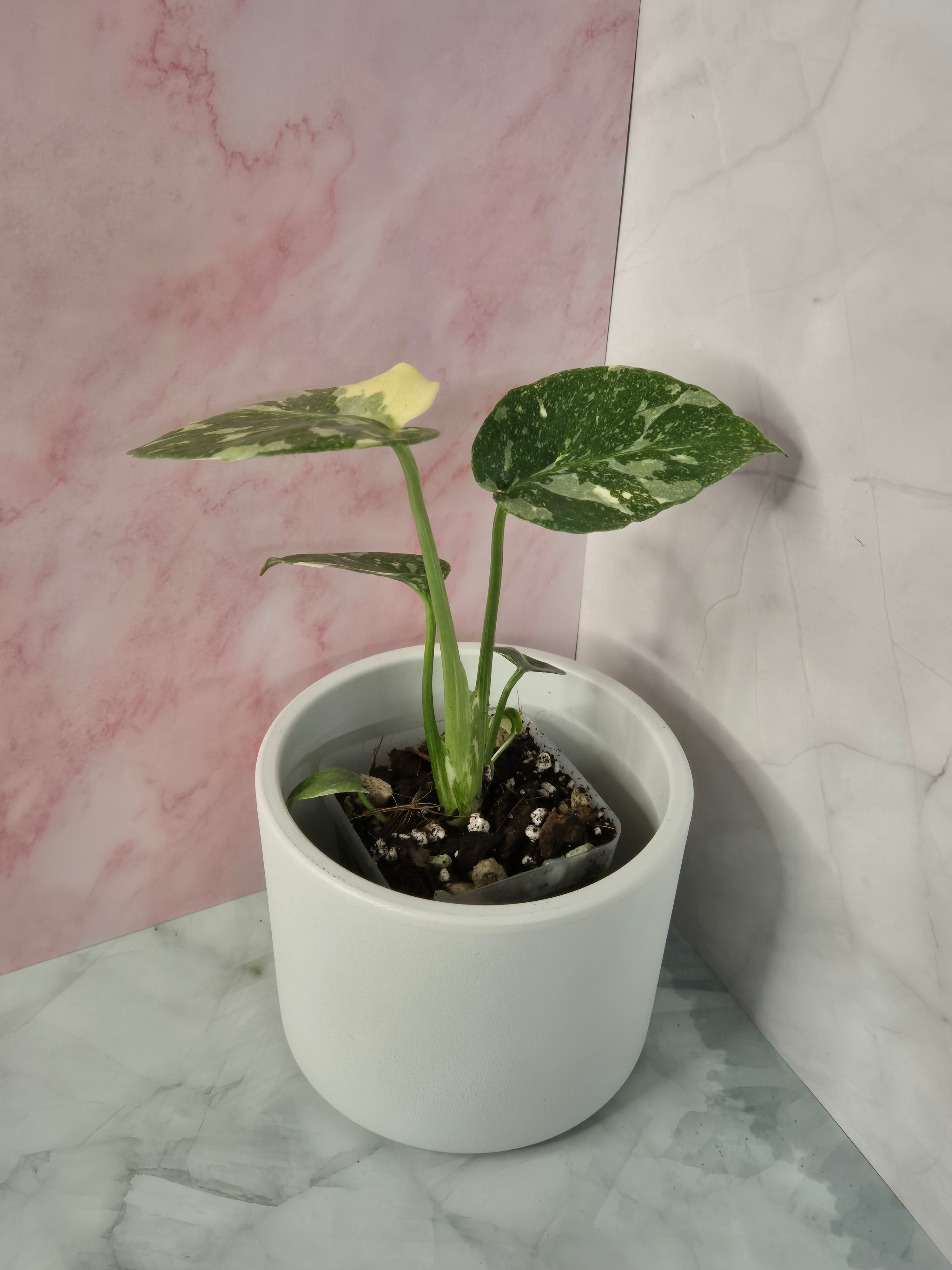 Monstera Thai Constellation #23