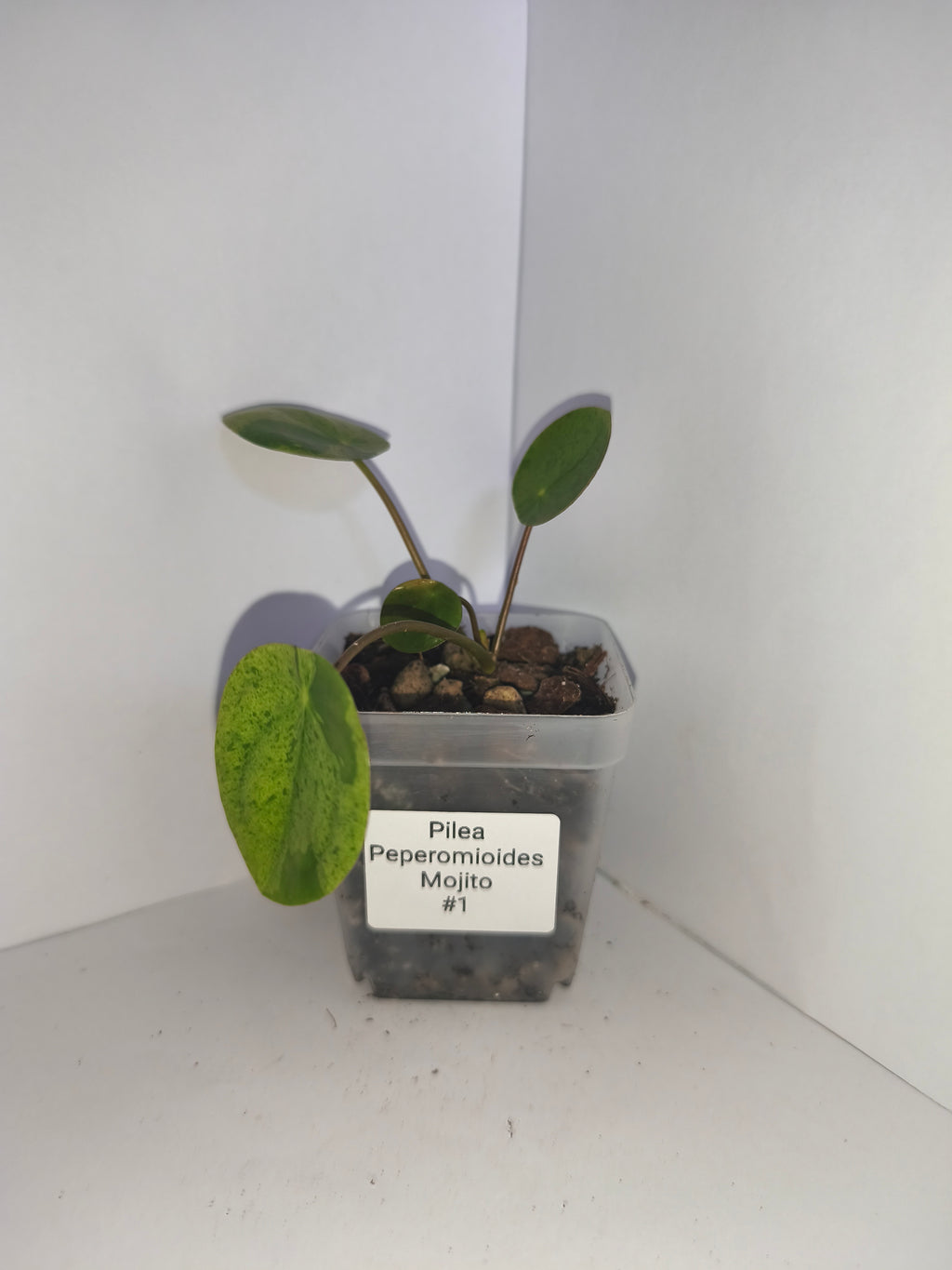 Pilea Peperomioides Mojito #1