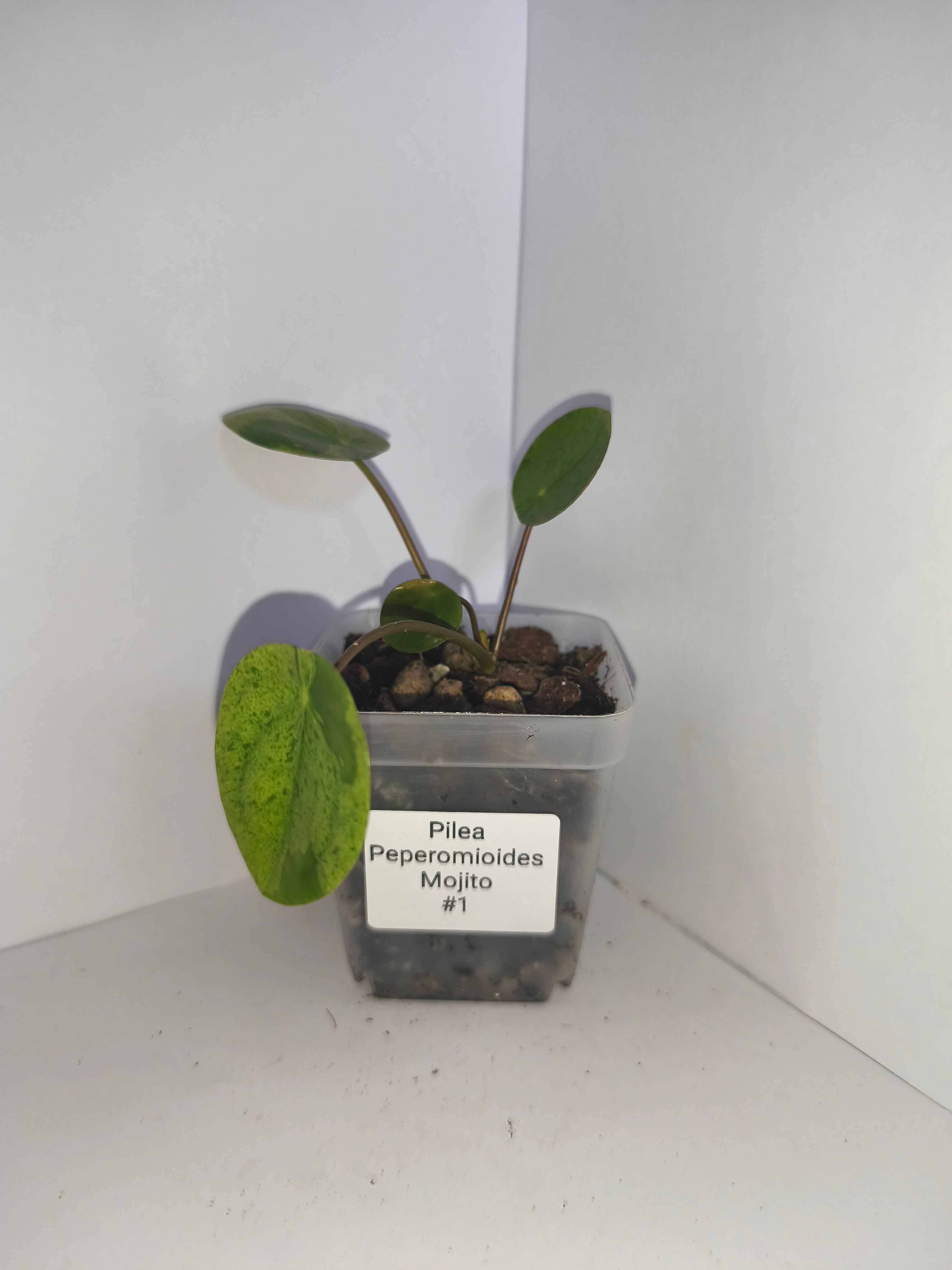 Pilea Peperomioides Mojito #1