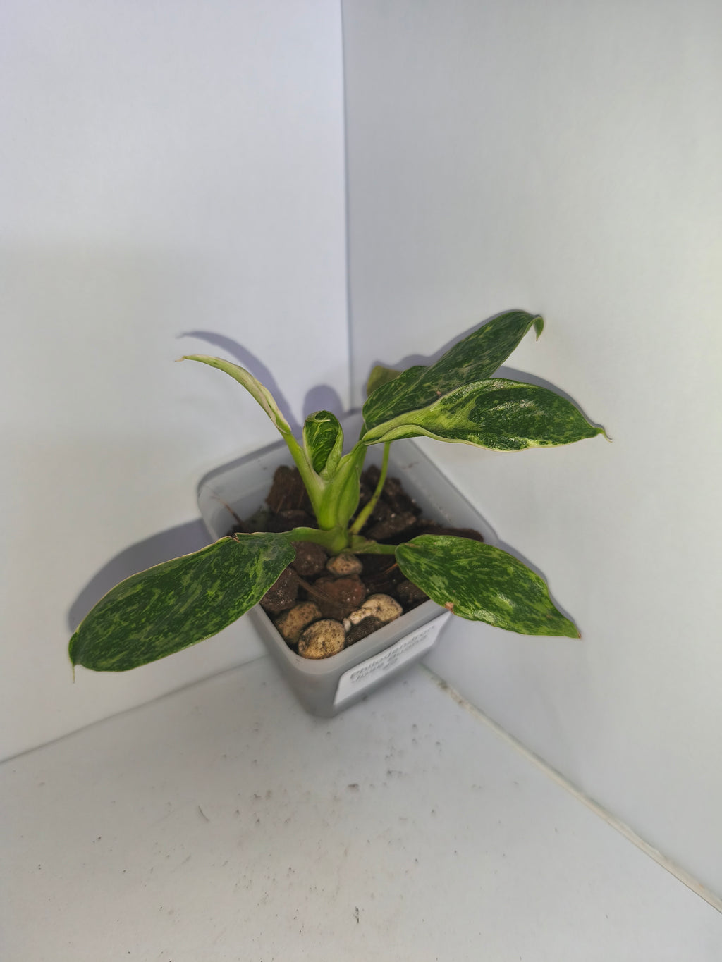 Philodendron Jose Buono #2