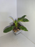 Philodendron Jose Buono #2