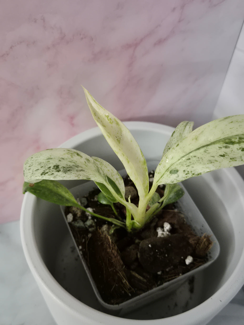 Rhaphidophora Puberula Variegata #5