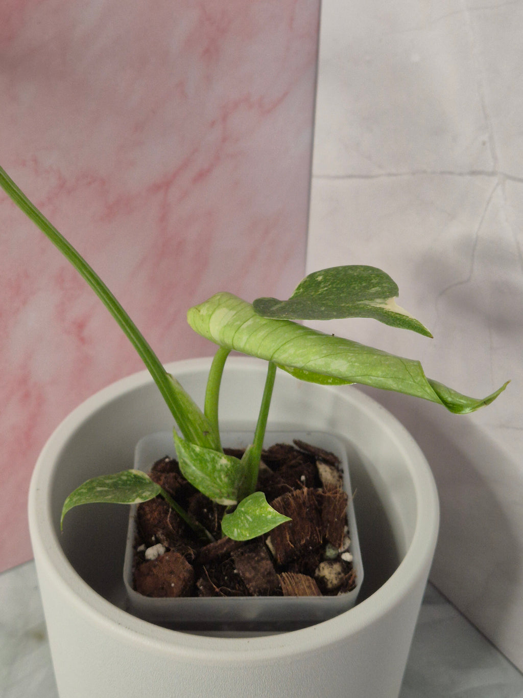 Monstera Thai Constellation #16