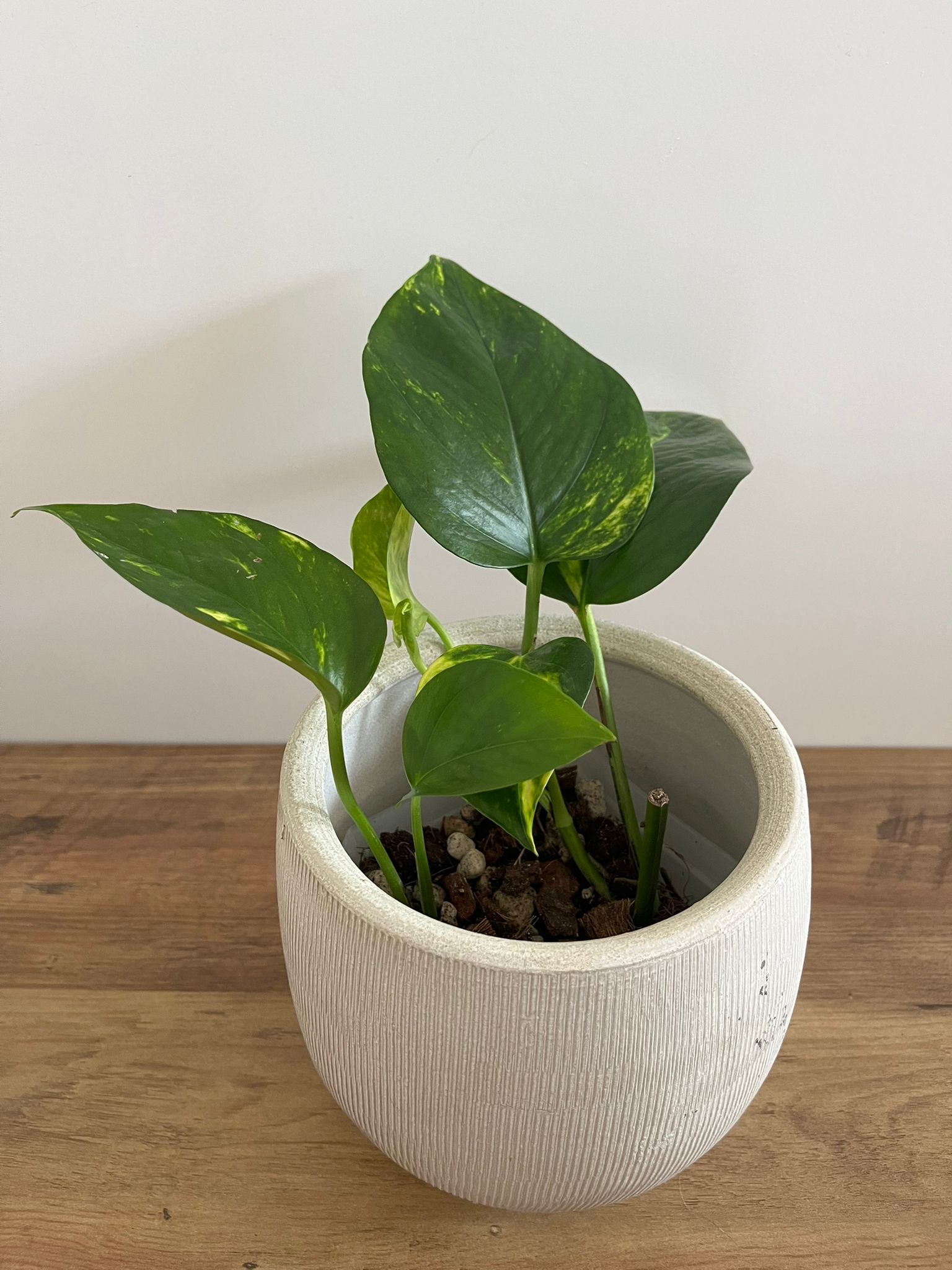 Epipremnum aureum #3