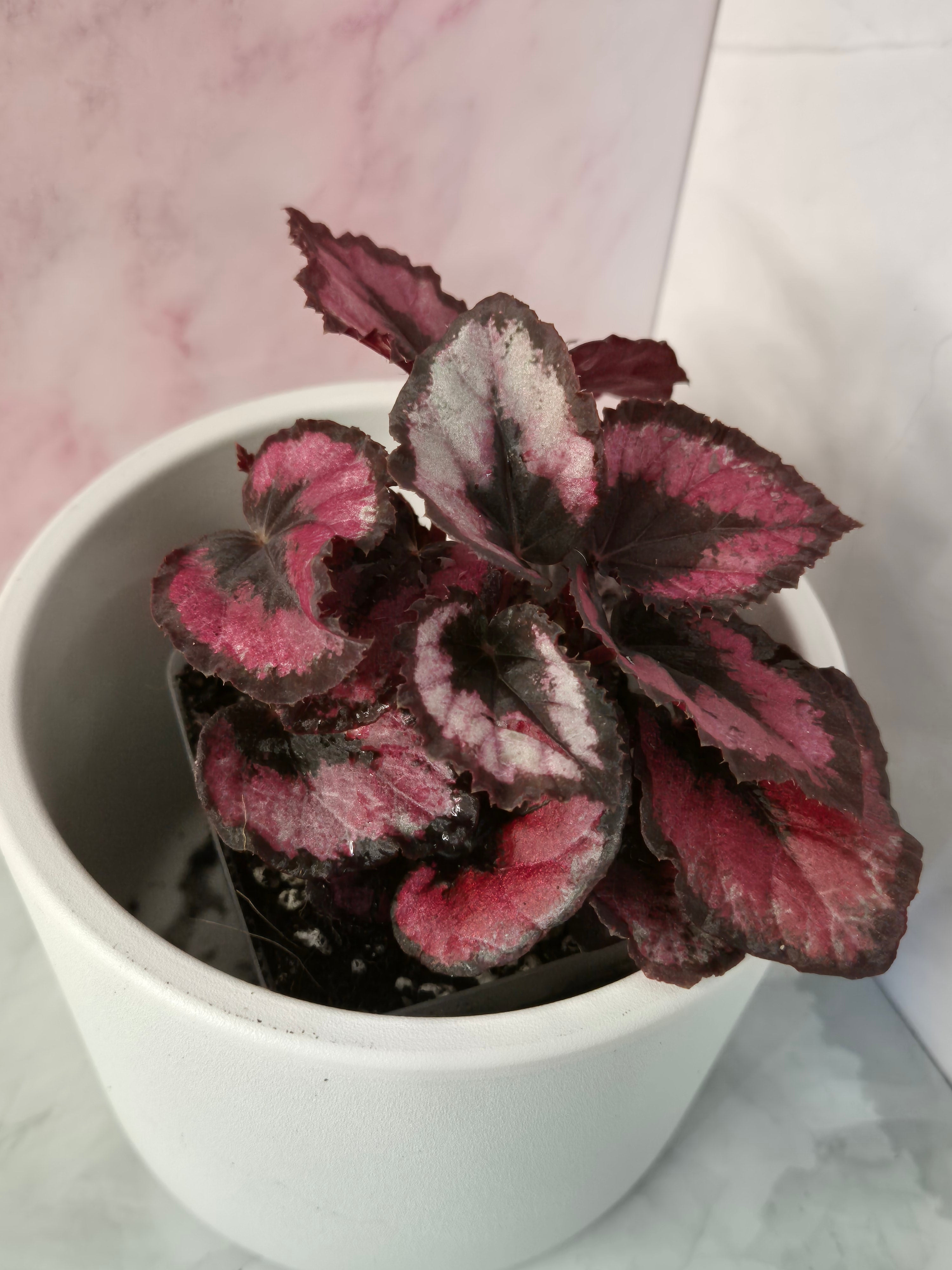 Begonia Red Heart #6