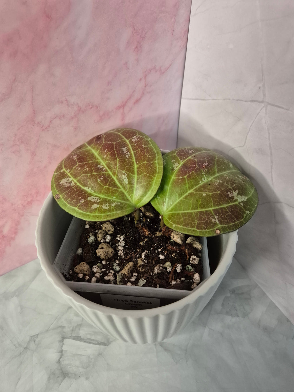 Hoya Sarawak Cream #6