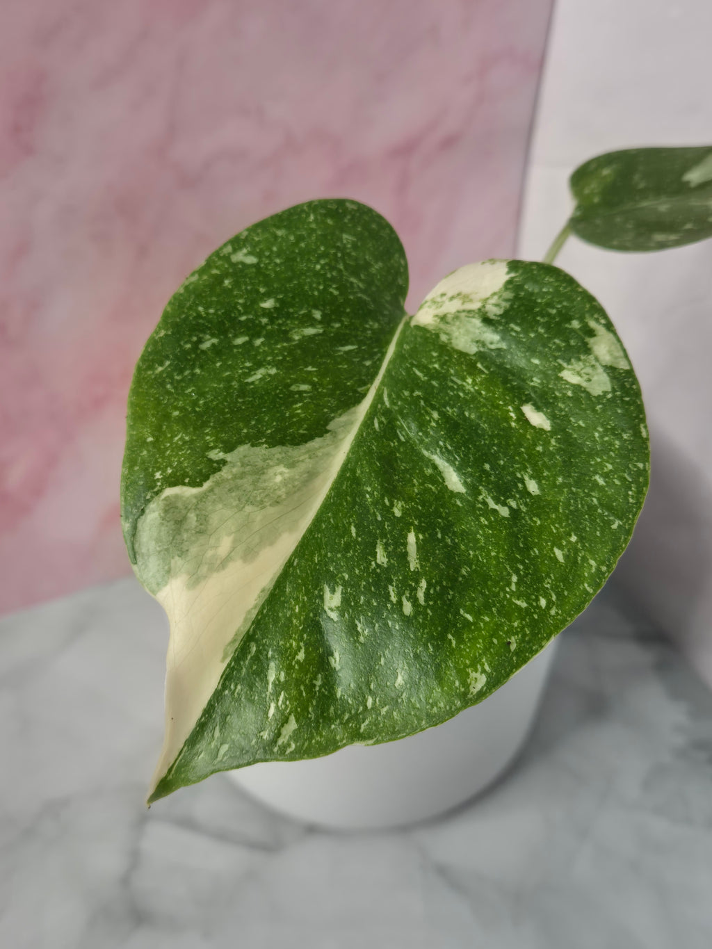 Monstera Thai Constellation #21