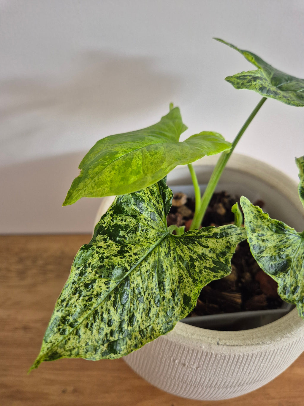 Syngonium Mottled #1