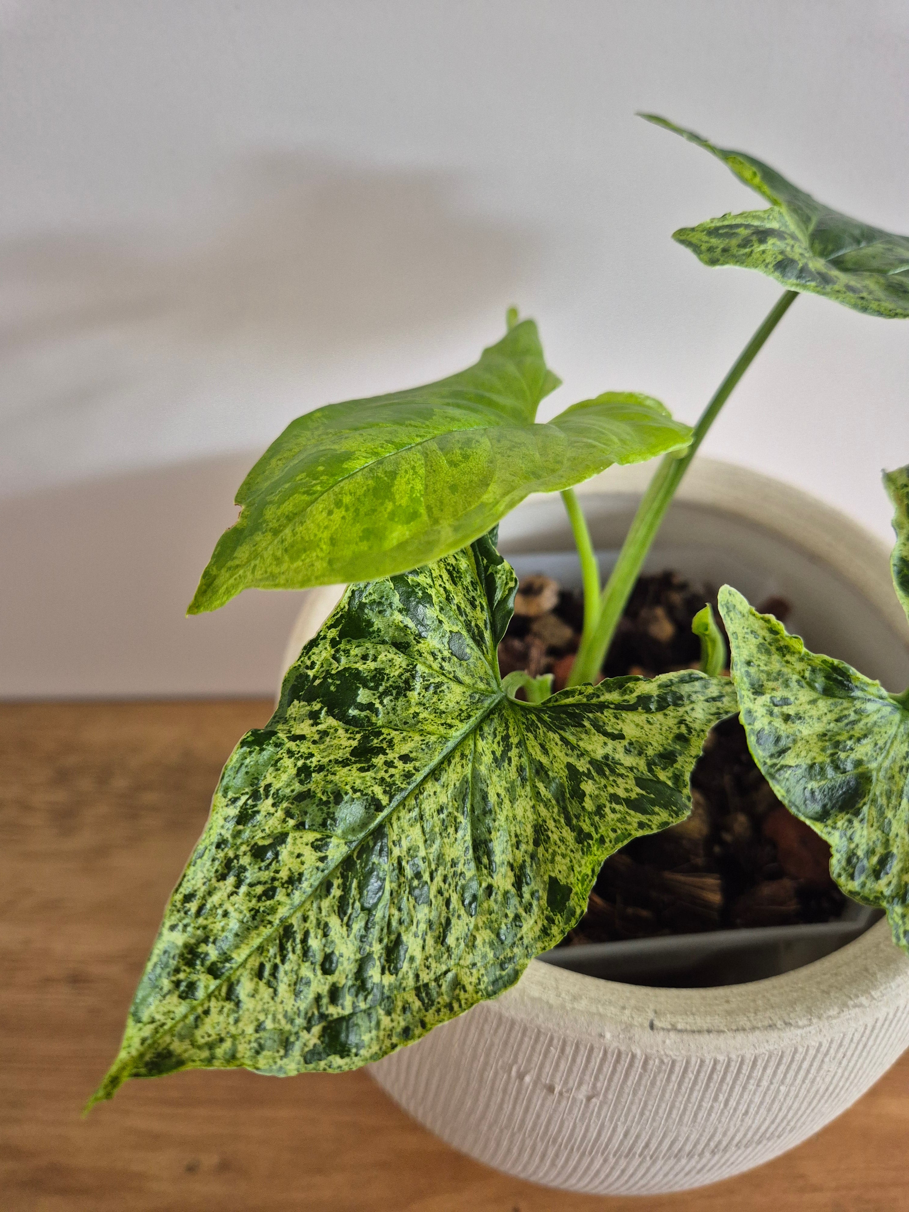 Syngonium Mottled #1