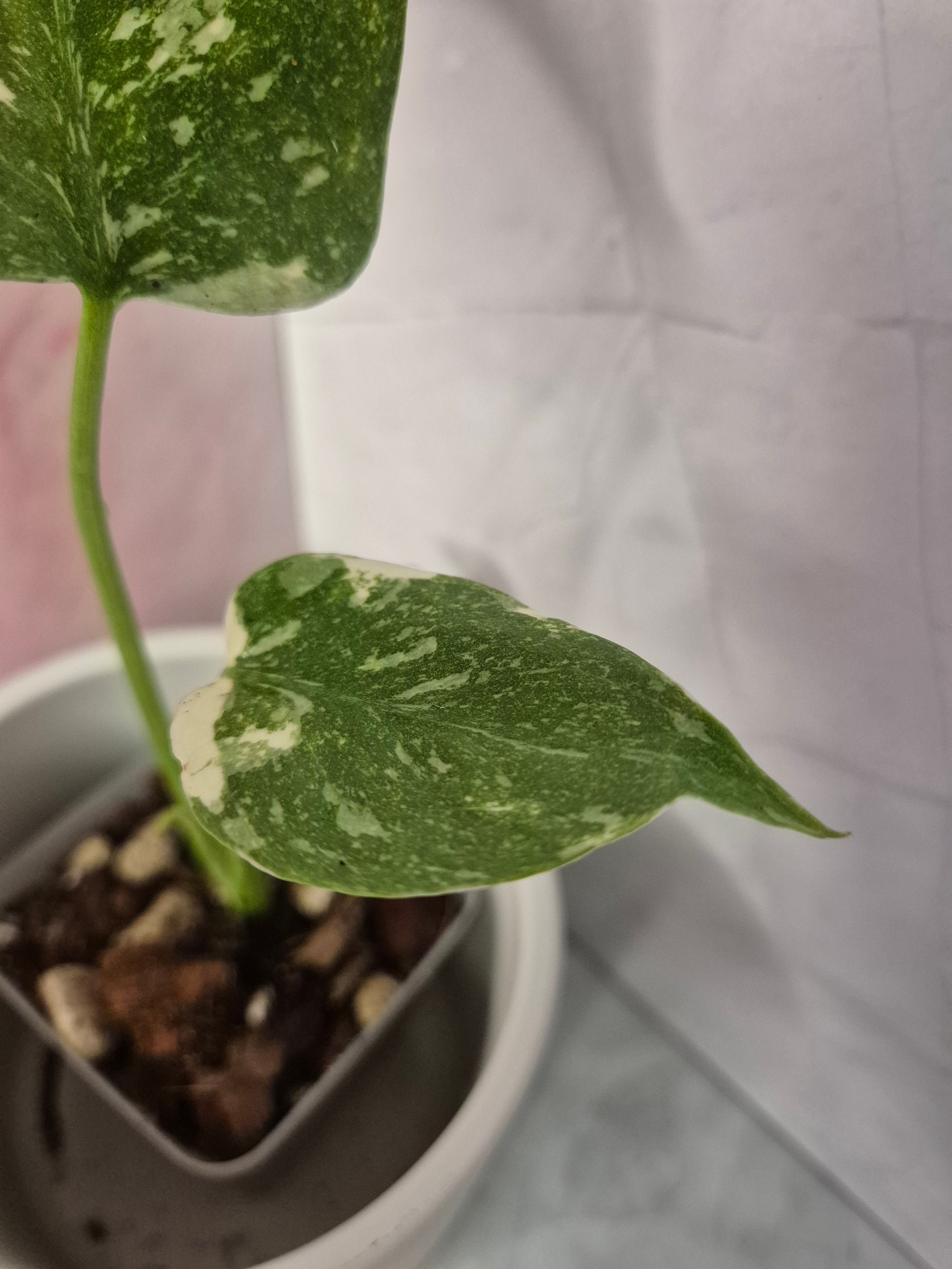 Monstera Thai Constellation #2