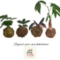 Kokedama on request