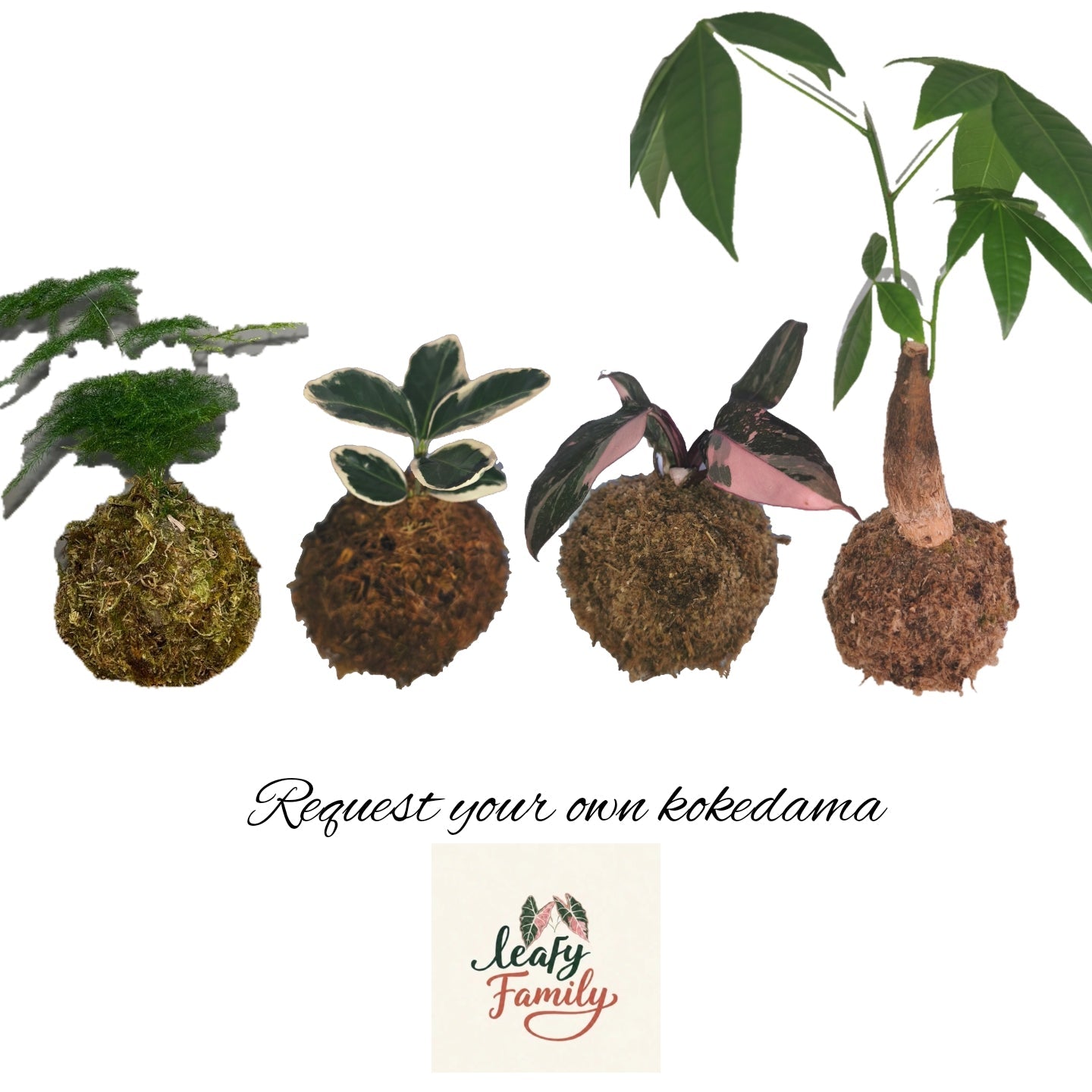 Kokedama on request