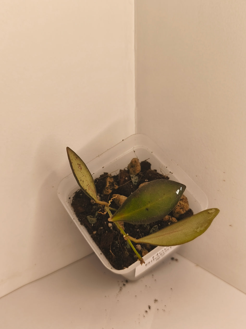 Hoya Bilobata #7