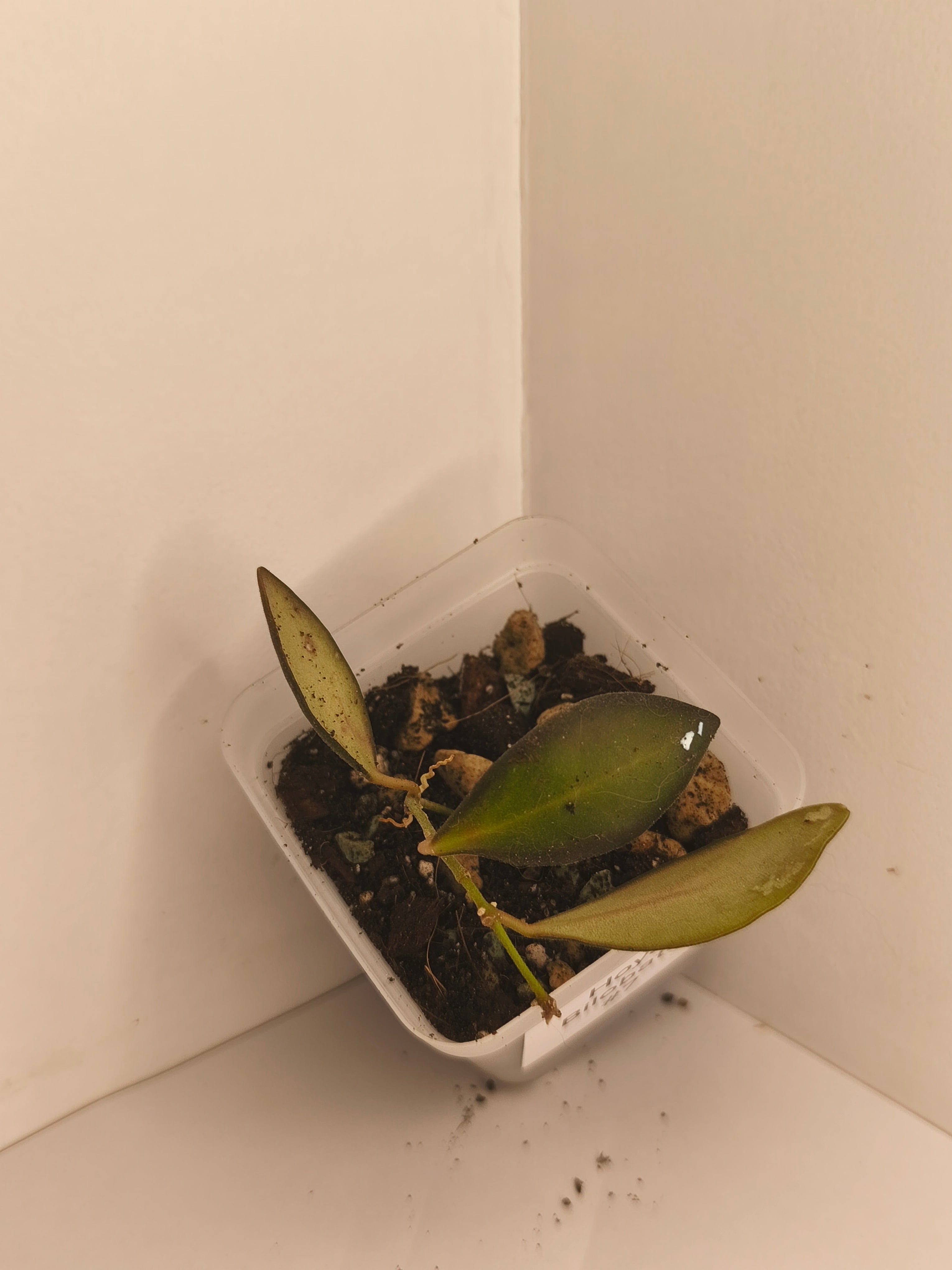 Hoya Bilobata #7