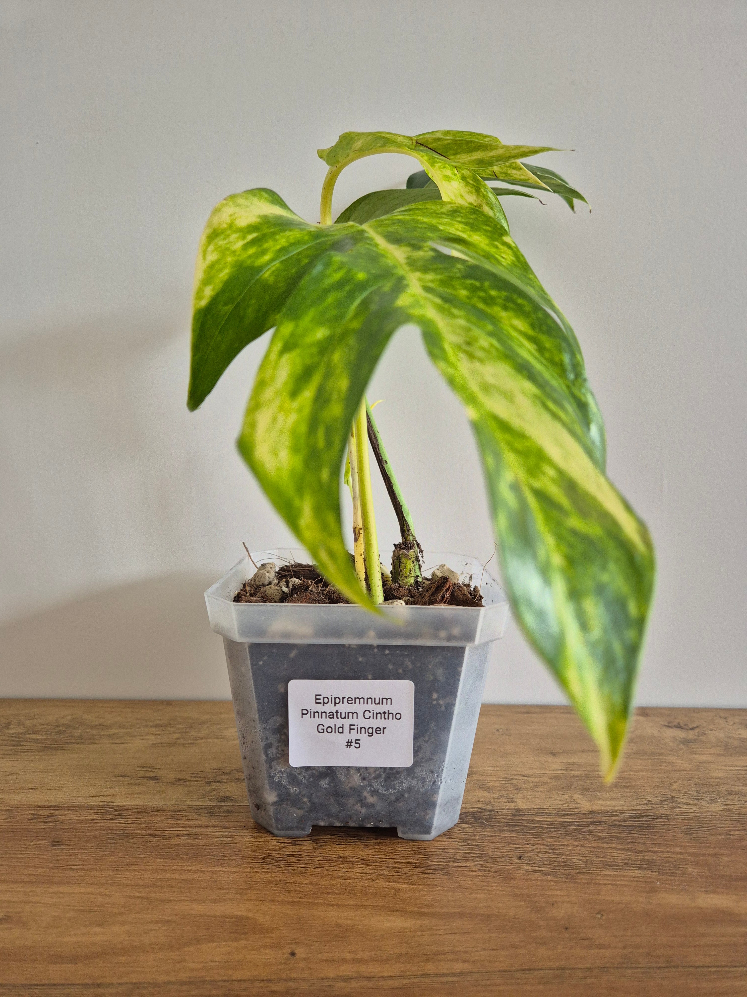 Epipremnum Pinnatum Cintho Goldfinger #5