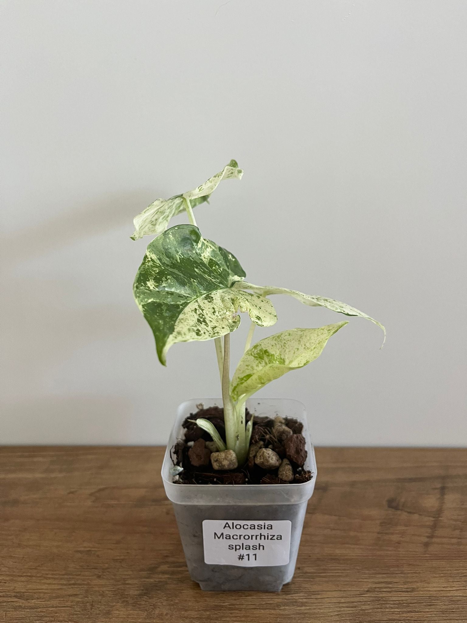 Alocasia Macrorrhiza splash #11