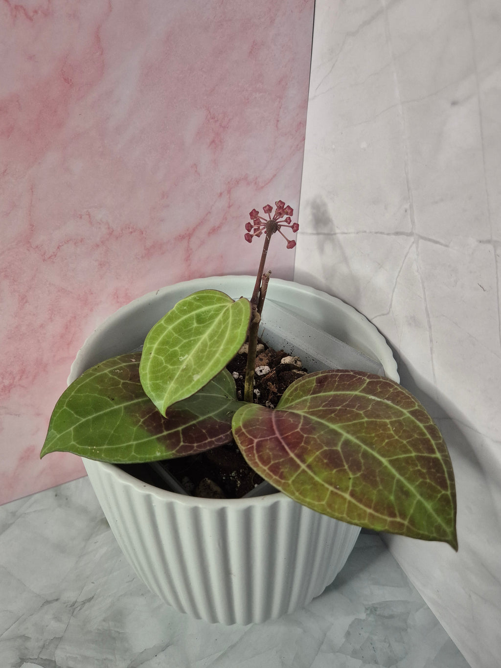 Hoya Sarawak Cream #2